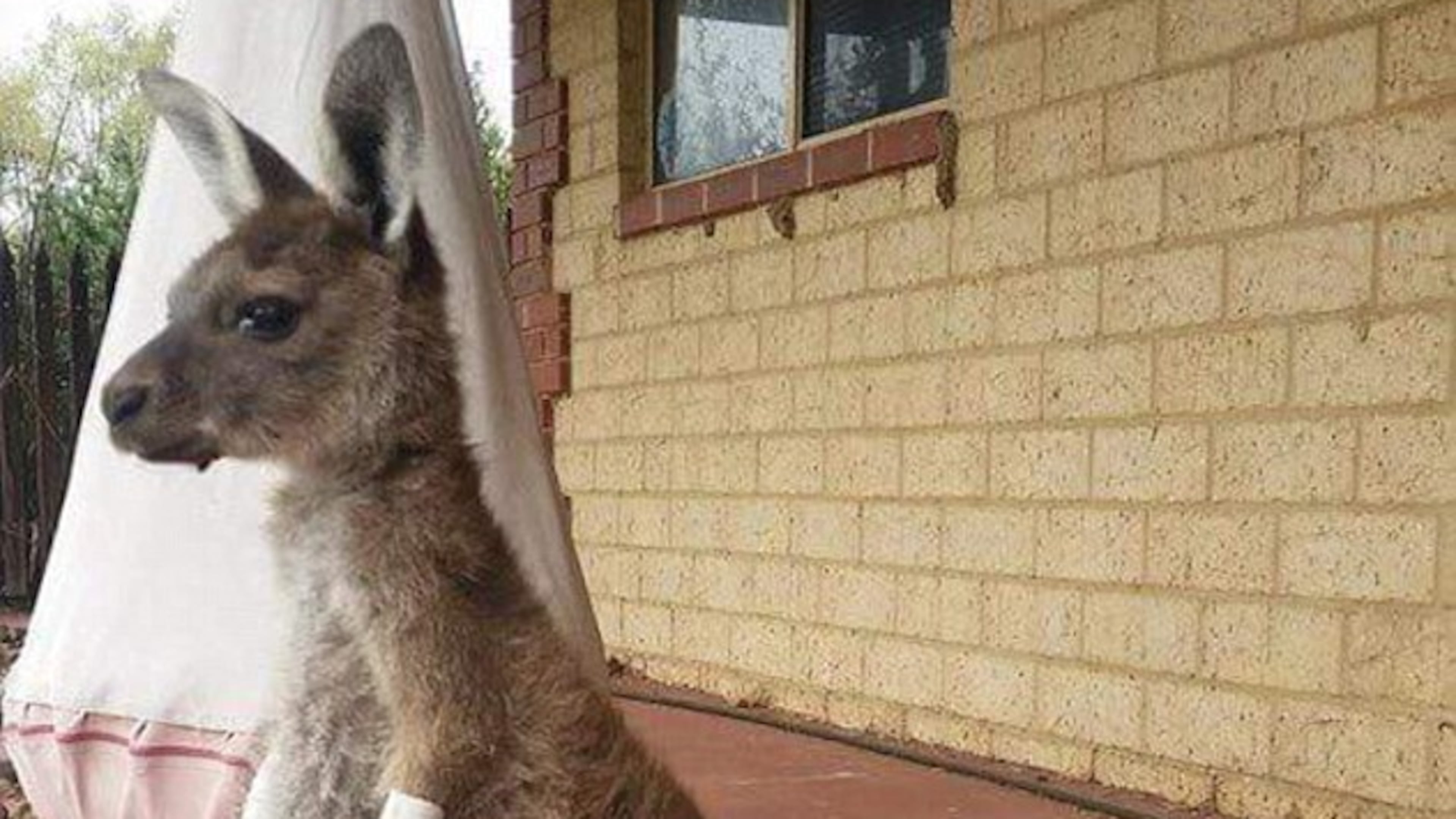 Photo credit: Waroona Veterinary Clinic via Facebook