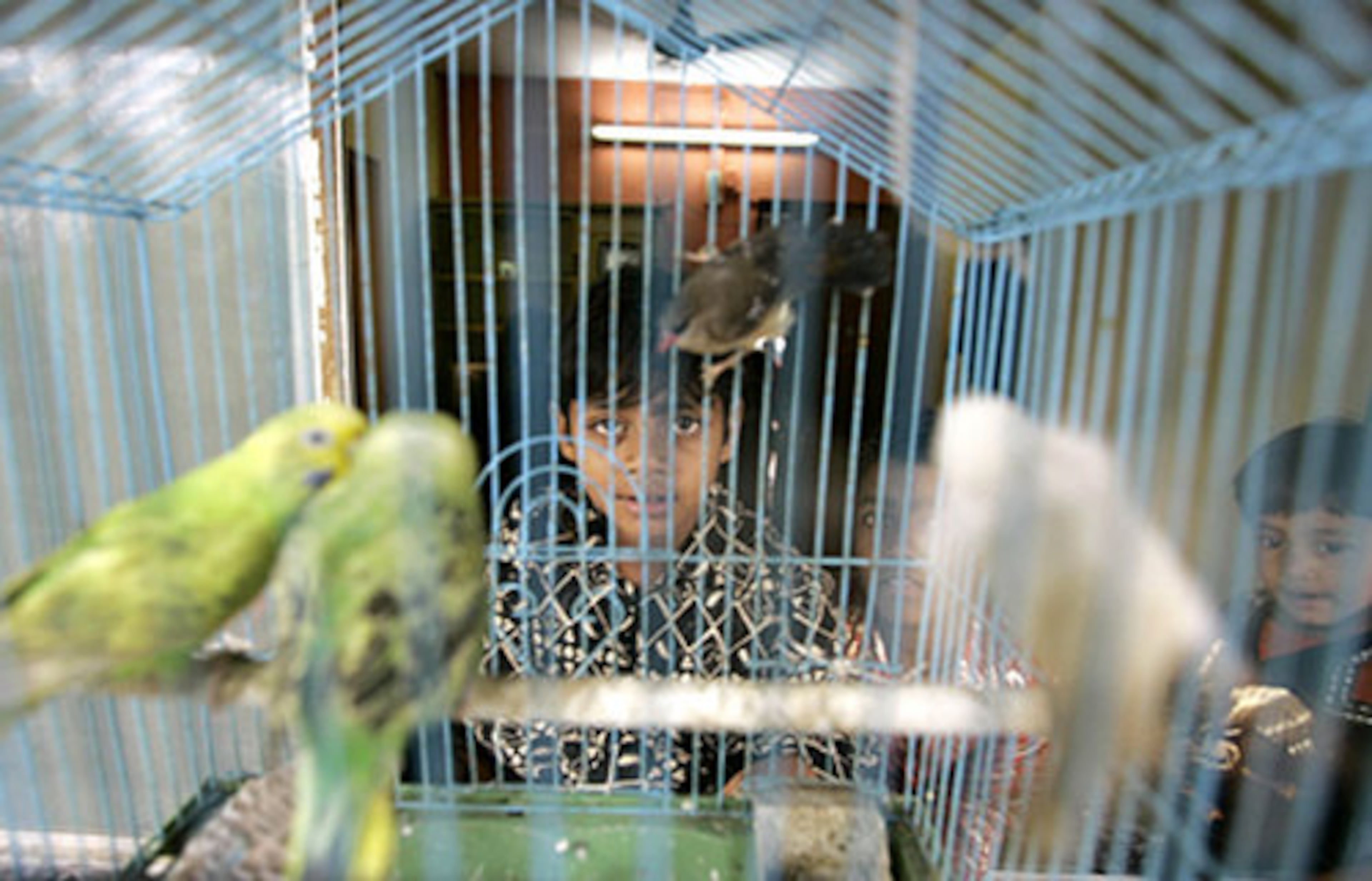 Azharuddin Mohammed Ismail, 10, child actor of the Oscar-winning movie "Slumdog Millionaire," looks at his caged birds at his new home.