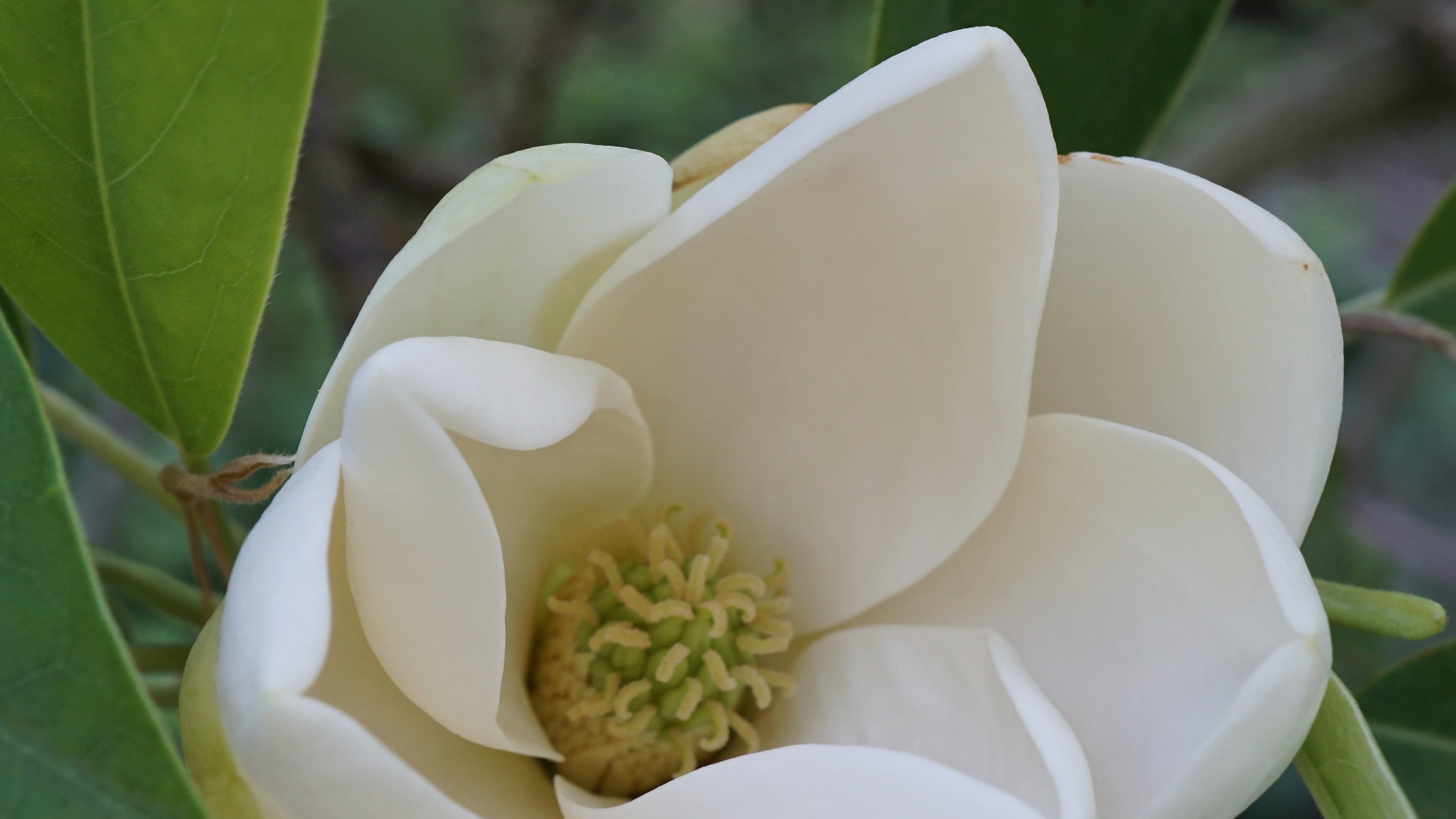 A new state legislative bill proposes to make the sweetbay magnolia (shown here) Georgia's official state flower, replacing the Cherokee rose, which has been the state "floral emblem" since 1916.
(Courtesy of Arnold Arboretum of Harvard University / William (Ned) Friedman)
