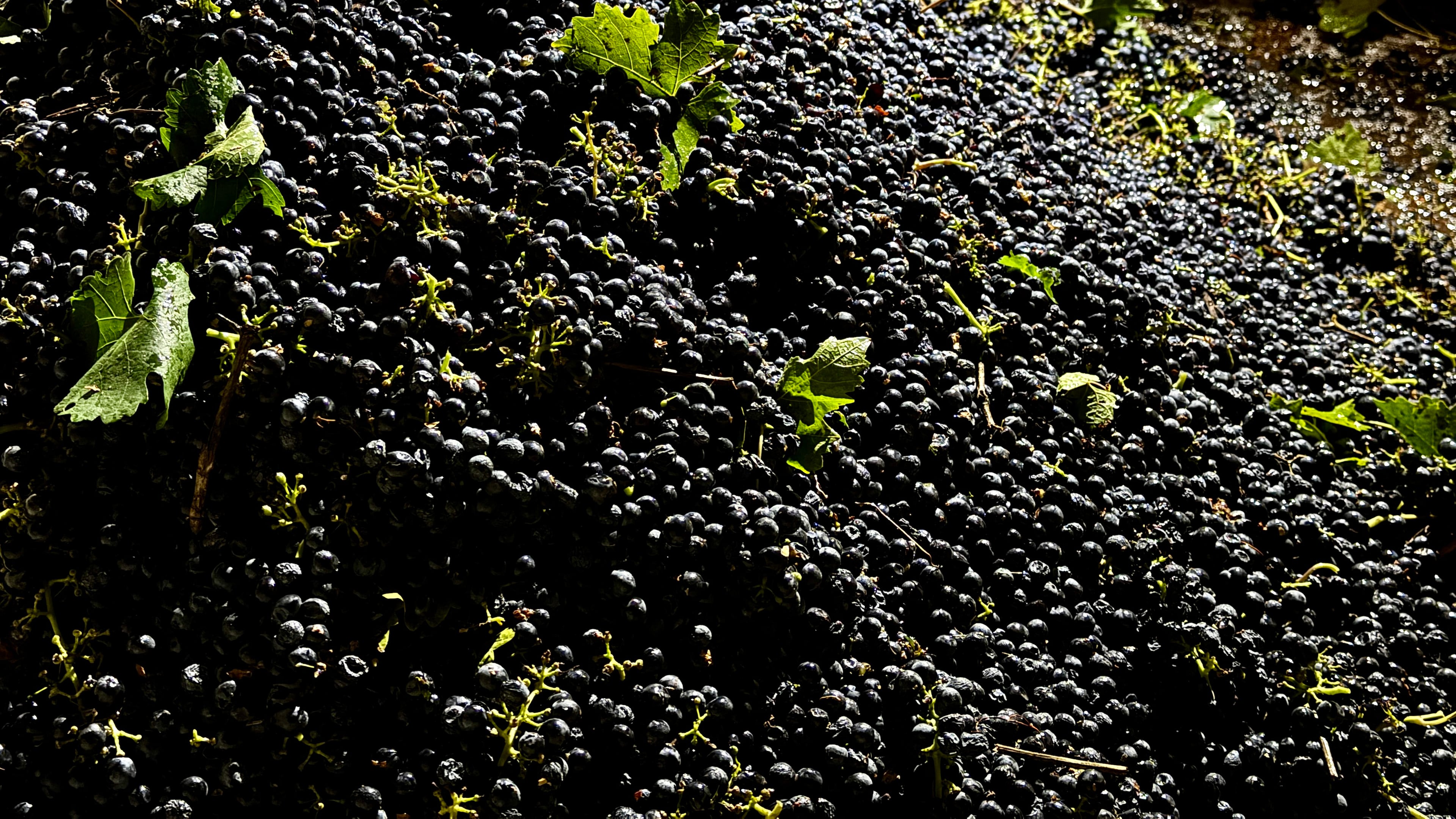 Freshly harvested grapes are piled in a storage container at Berryhill Family Vineyards in Clements, Calif., Sept. 10, 2026. (AP Photo/Terry Chea)