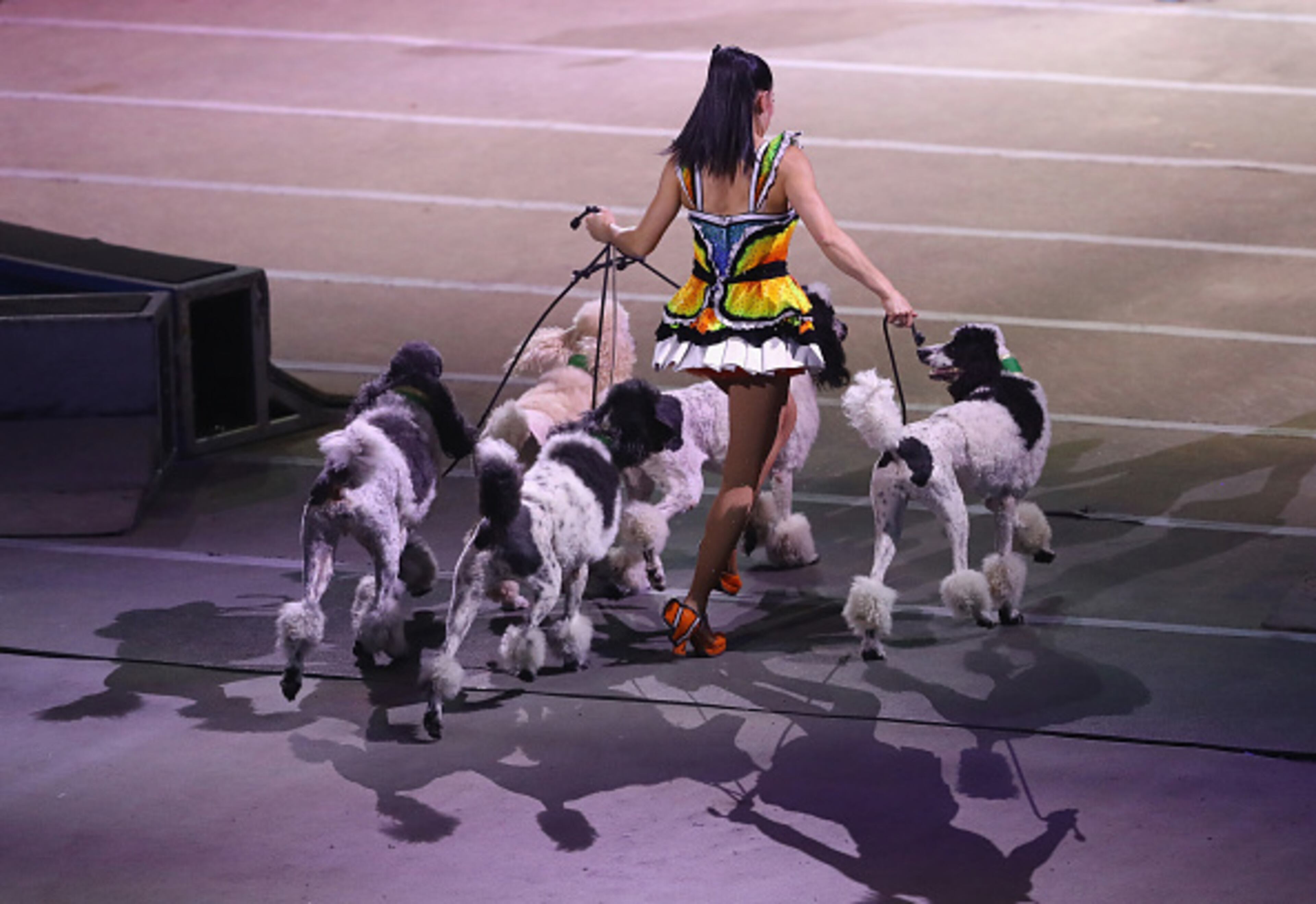 UNIONDALE, NY - MAY 21: Mixed Animals trainer Katie Azzario-Lacey performs on the final day of the Ringling Bros Barnum and Bailey Circus on May 21, 2017 in Uniondale, New York. Known as "The Greatest Show on Earth", the circus performed its final act after a 146 year run. (Photo by Bruce Bennett/Getty Images)