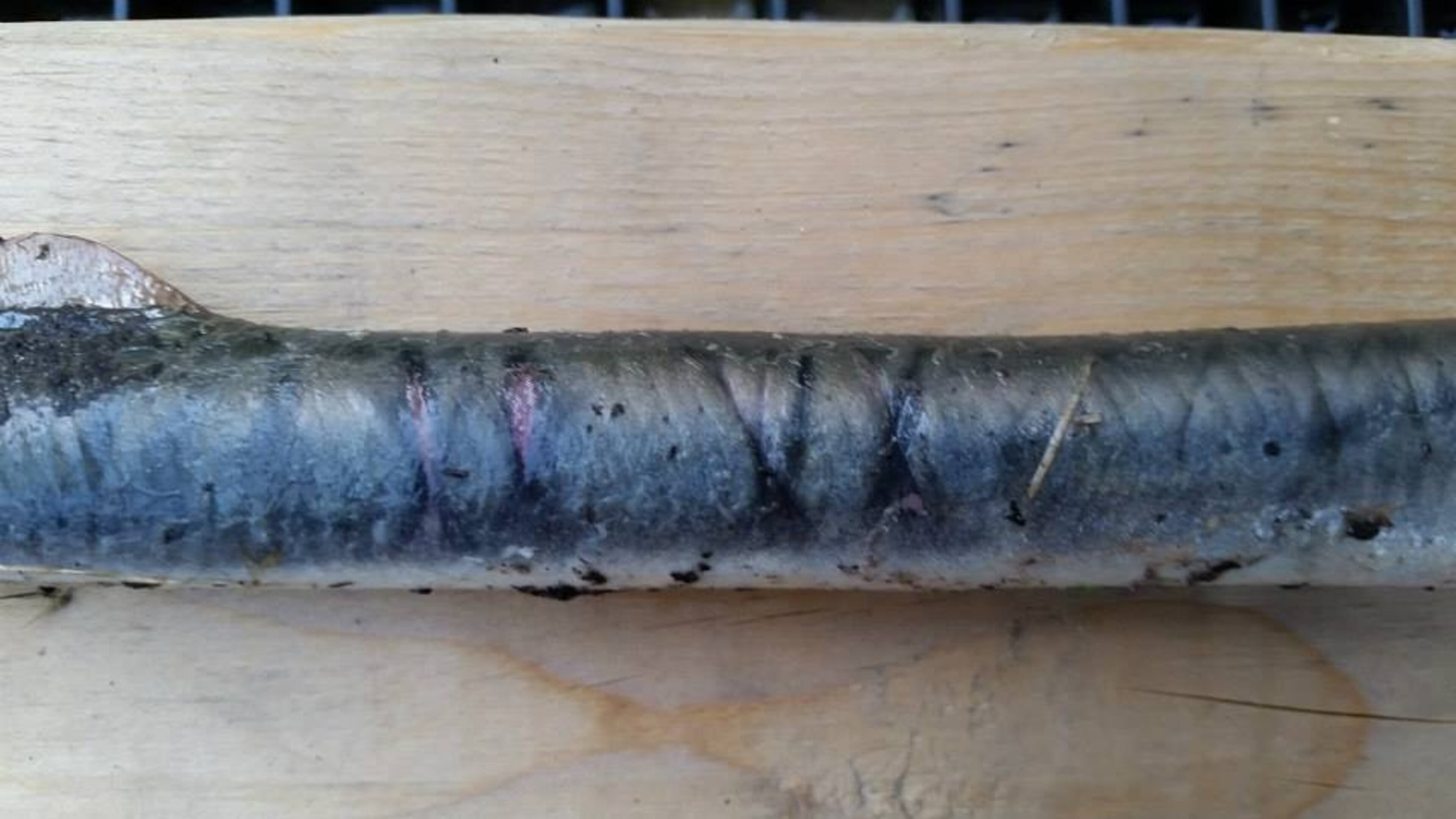 Arctic lampreys spawn in the Chena River; the jawless fish live in the mud underwater as juveniles for several years. CBS News reports adults clamp their mouths onto other fish, then use their teeth and tongues to rasp through its scales and skin to feed on its blood and fluids. (Photo: Alaska Department of Fish and Game)