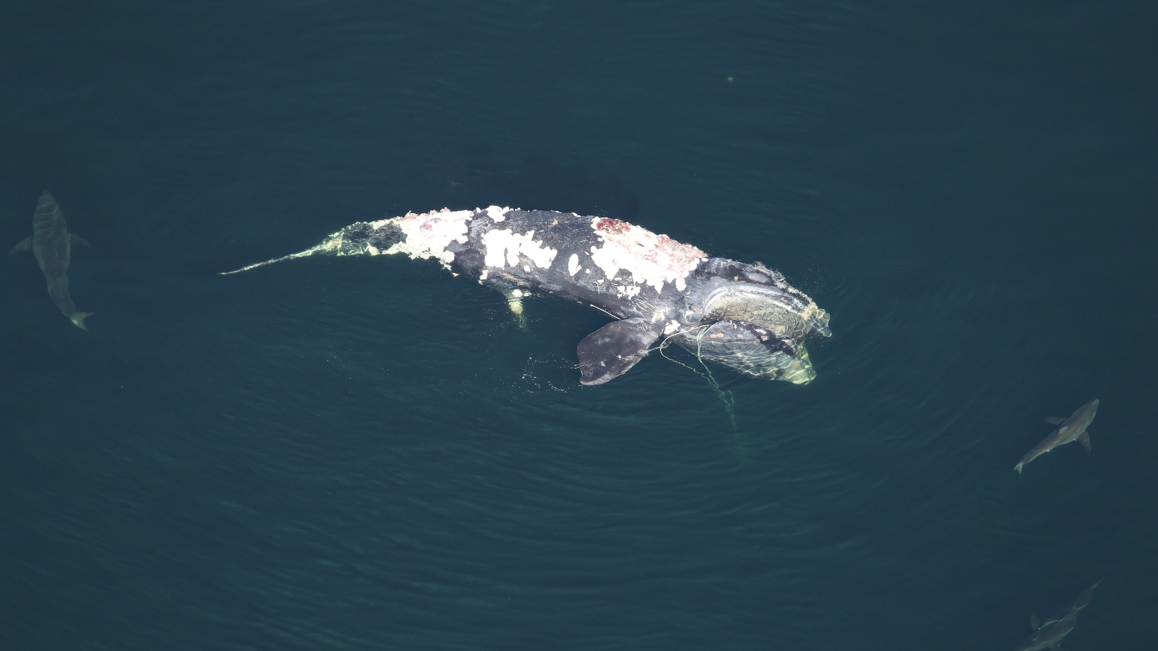 A critically endangered North Atlantic right whale was found dead over the weekend off the coast of South Carolina, more than four months after it had been spotted entangled in fishing gear. (Credit: Clearwater Marine Aquarium Research Institute and U.S. Army Corps of Engineers, taken under NOAA permit 20556-01)