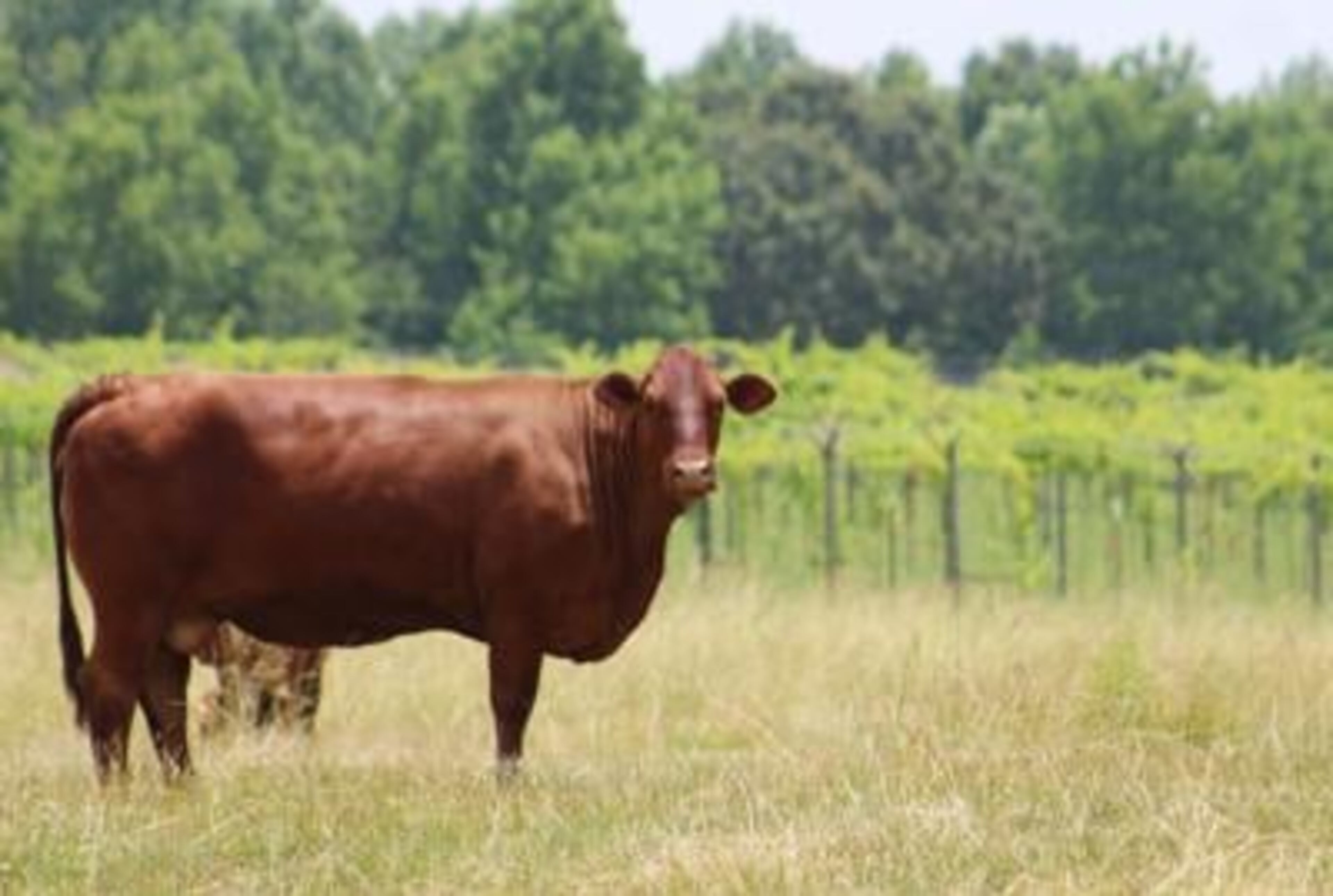 A cow stands in a pasture next to rows of grapes at Paris Mountain Vineyards, located 15 minutes south of downtown Rockmart in Polk County. (Photo Courtesy of Jeremy Stewart)