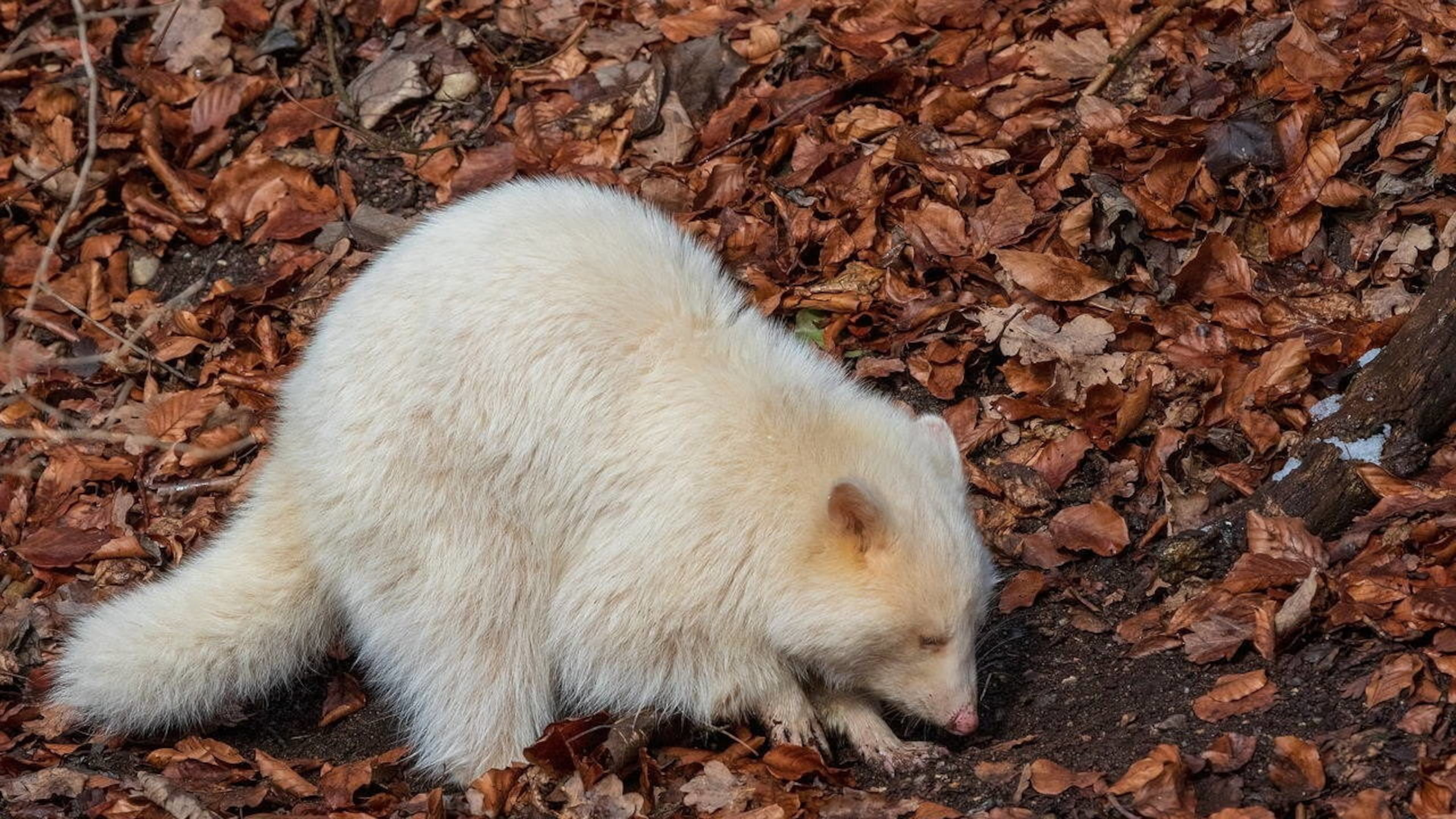 A rare albino raccoon was spotted in a Long Island neighborhood.