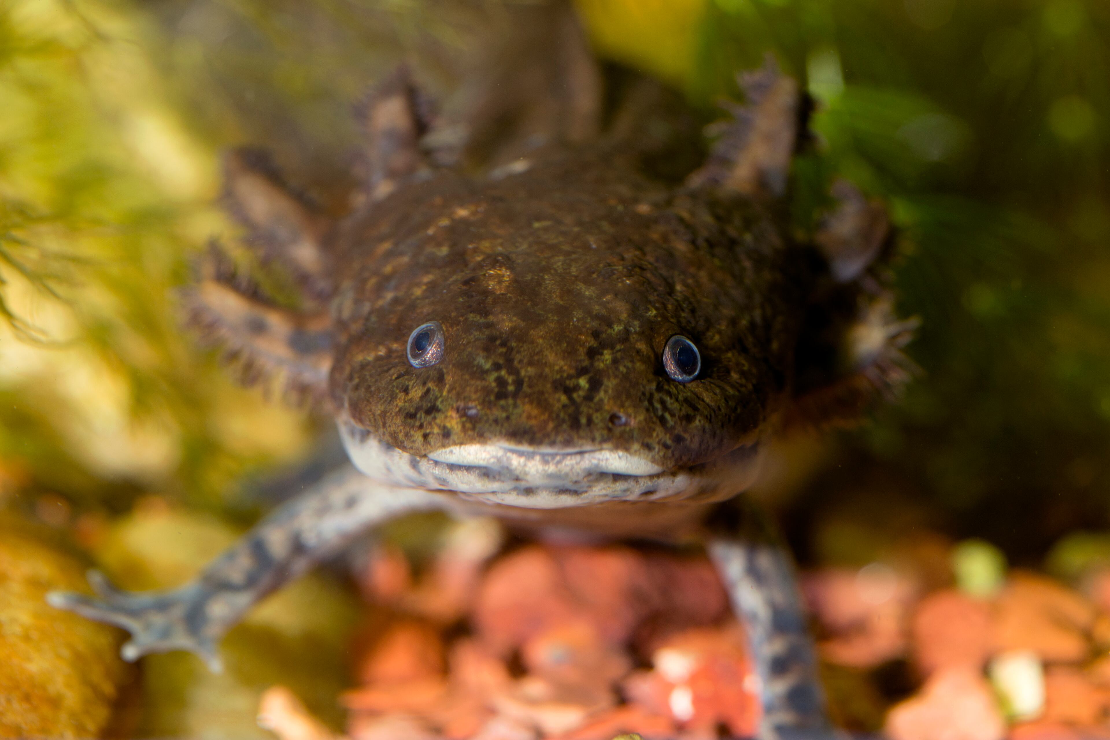 The Spectaculars are armed with extraordinary adaptations. No one else in the world can do the things they can do, act the way they act, look the way they look. Meet Antonio, the axolotl. His superpower: Suction