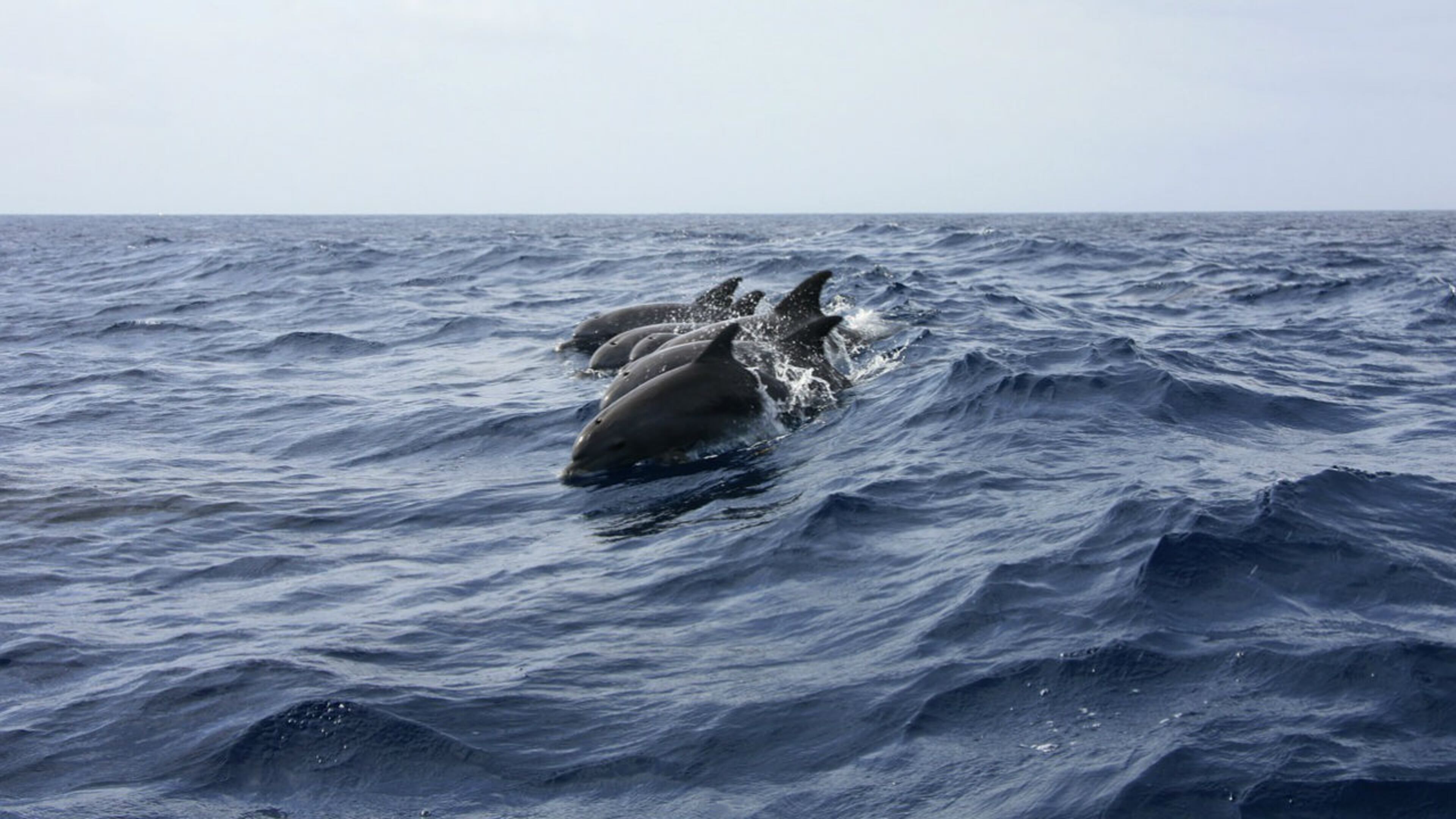 Dolphin pod. File photo. (Photo: gillag/Pixabay)