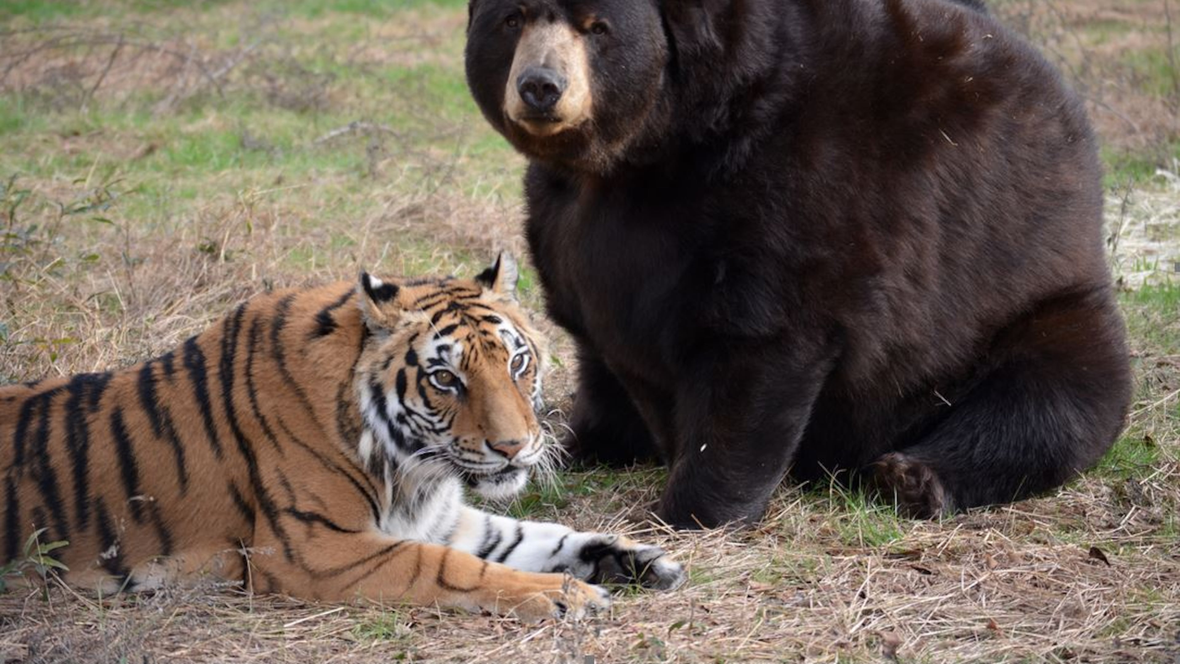 Shere Khan and pal, Baloo the Bear at Noah’s Ark Animal Sanctuary. CREDIT: NOAH’s ARK ANIMAL SANCTUARY