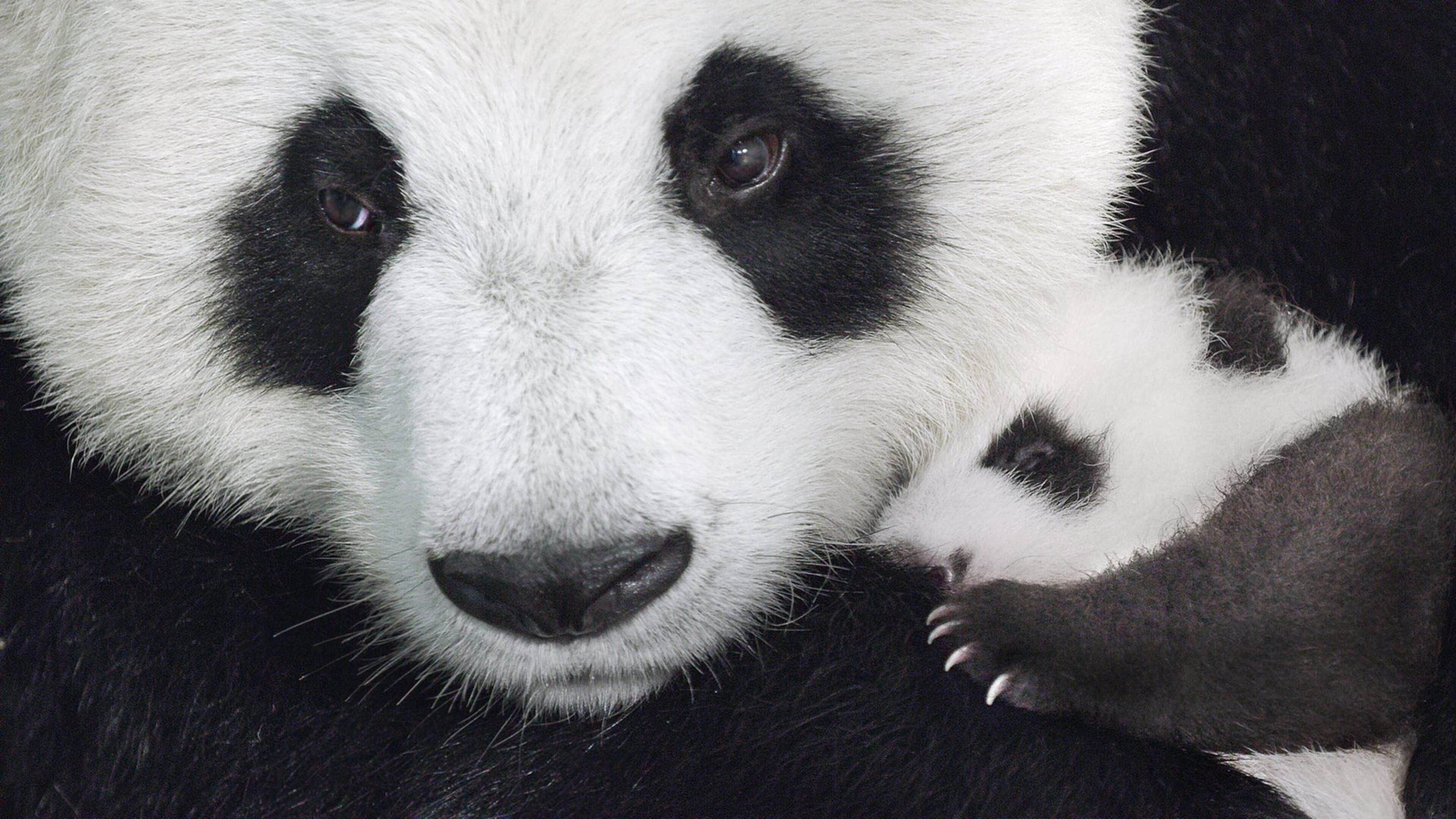 The panda family is featured in Disneynature’s film “Born in China.” Contributed by PRNewsFoto/The Walt Disney Company