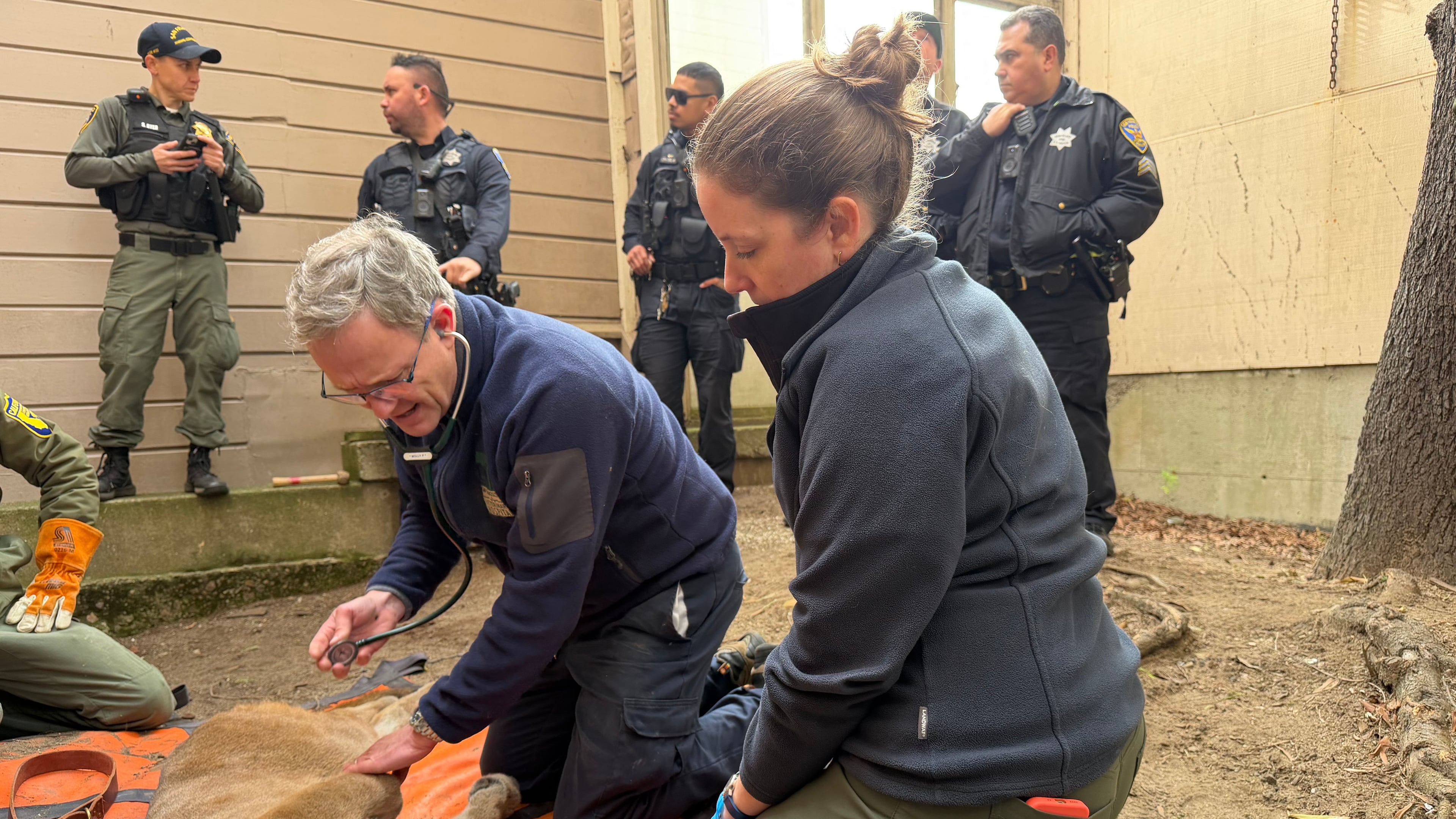 This photo provided by San Francisco Animal Care and Control shows Dr. Adrian Mutlow, left, chief veterinarian at the San Francisco Zoo, examining a mountain lion after it was tranquilized, Tuesday, Jan. 27, 2026, in San Francisco. (San Francisco Animal Care and Control via AP)