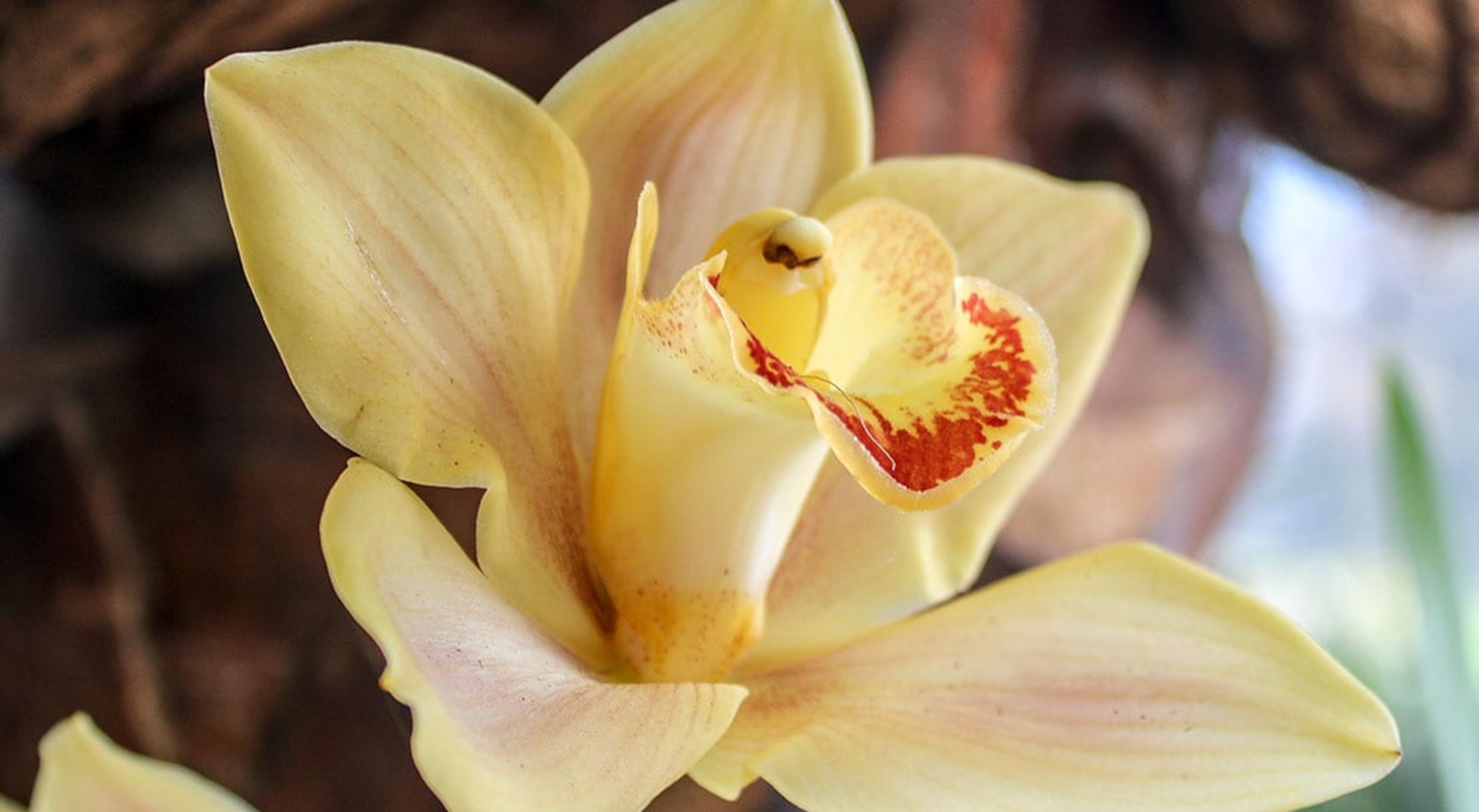 Orchid Daze: Living Canvas, the Atlanta Botanical Garden’s celebration of the vibrant plants and blooms, opens on Friday, Feb. 14 and continues until Sunday, April 12.
(Photo courtesy of Atlanta Botanical Garden)