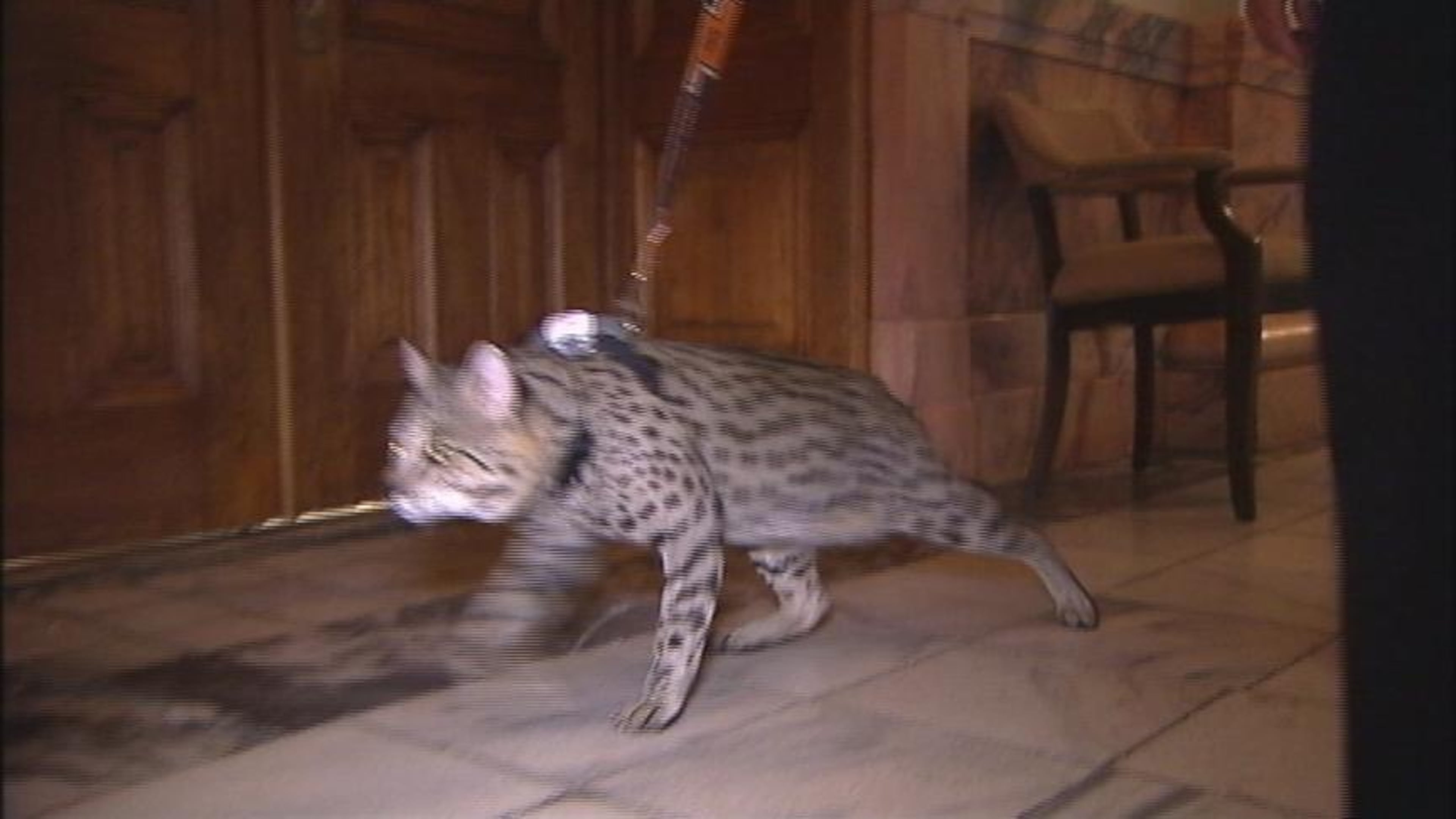Cat lovers want Georgia lawmakers to legalize Savannah cats, a cross between a domestic cat and a wild serval from Africa.