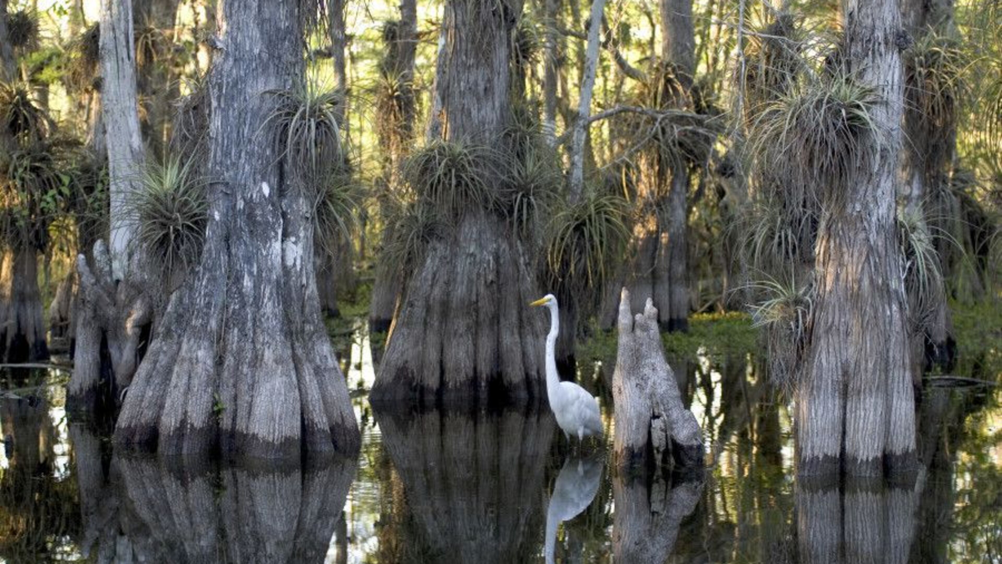 A Florida man who opened fire with an AK-47 rifle on officers inside Everglades National Park is facing federal charges, prosecutors announced Tuesday. (Everglades National Park/TNS)