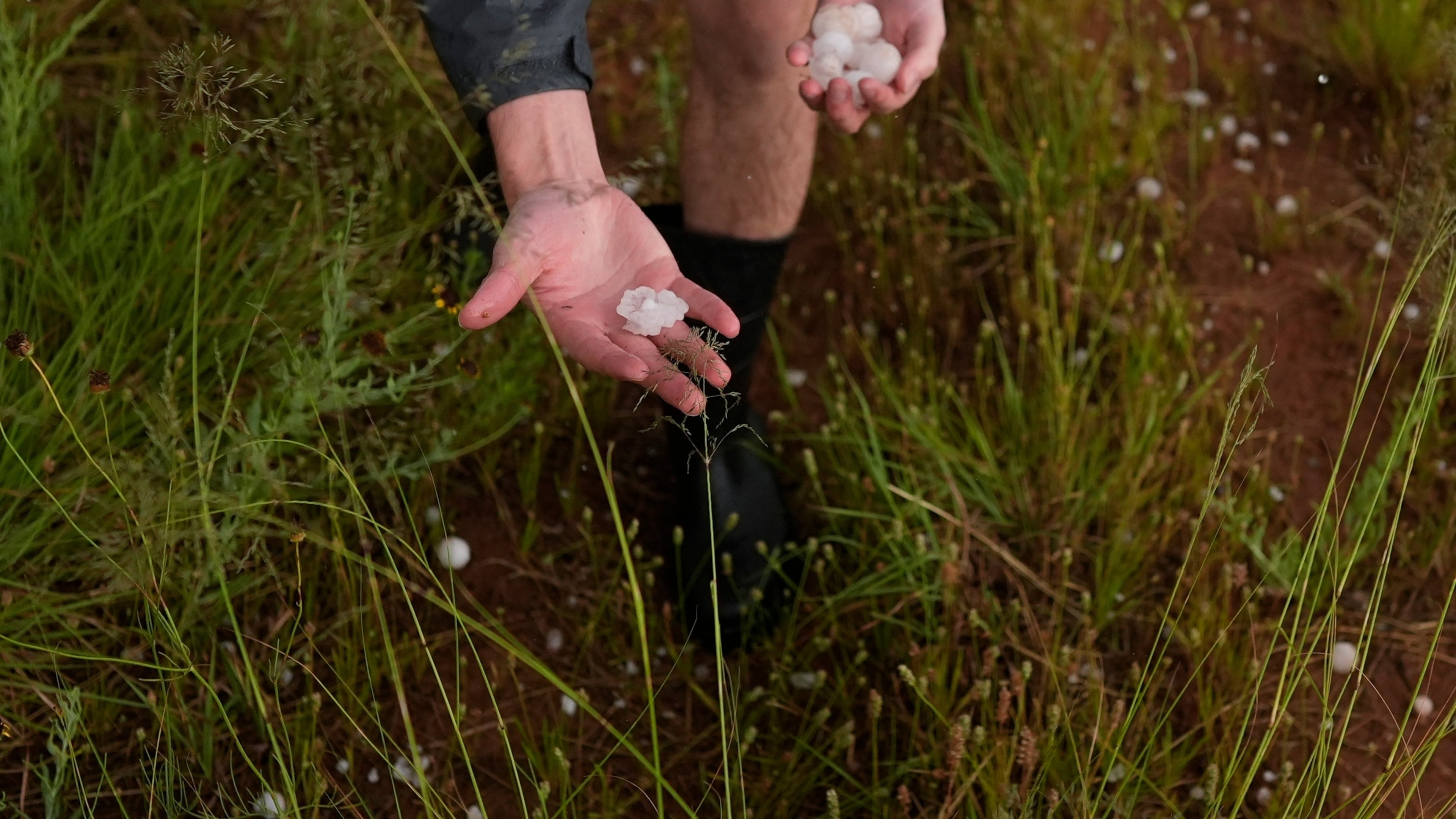 FILE - Tony Illenden, a member of Northern Illinois University's Husky Hail Hunter team, picks up hail during a Project ICECHIP operation June 6, 2025, near Morton, Texas. (AP Photo/Carolyn Kaster, File)