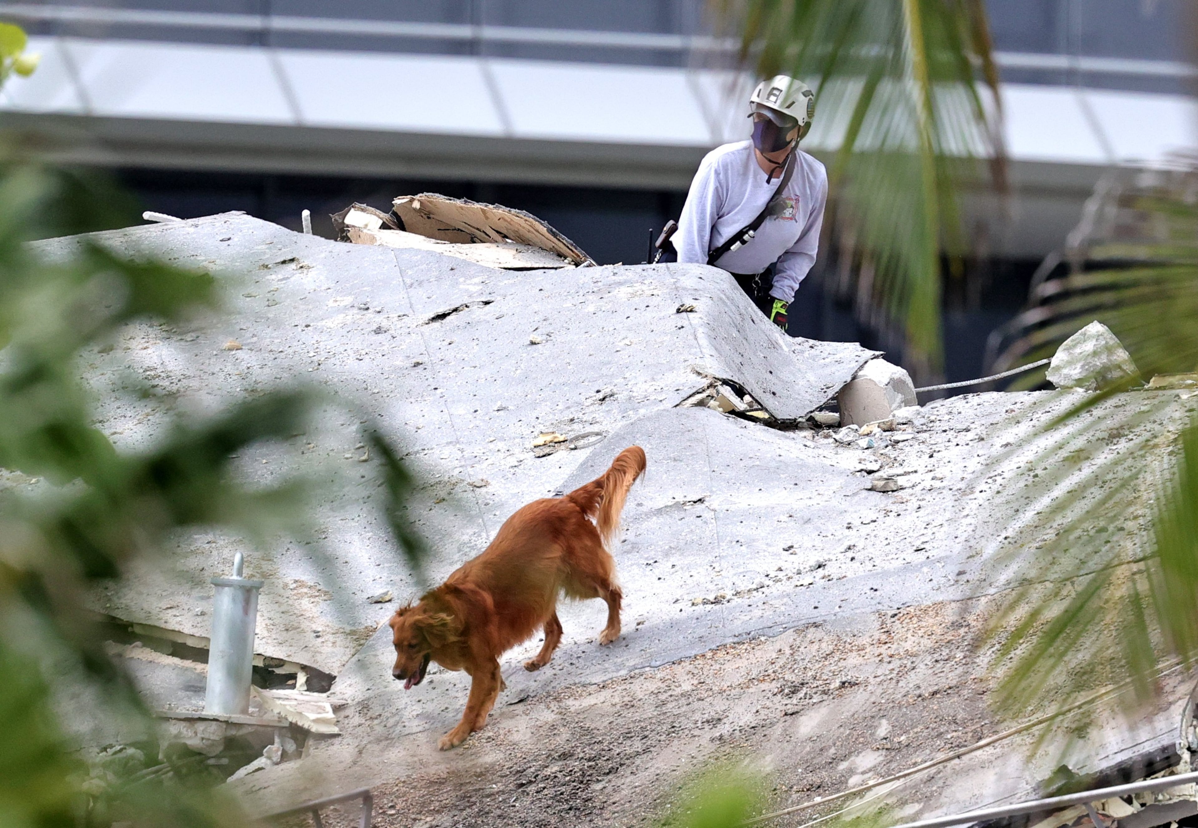 Fire rescue personnel conduct search and rescue with dogs in the rubble at Champlain Towers South Condo in Surfside, located at 8777 Collins Avenue, a part of which collapsed in the early morning in Surfside, Florida, Thursday, June 24, 2021. (David Santiago/Miami Herald/TNS)