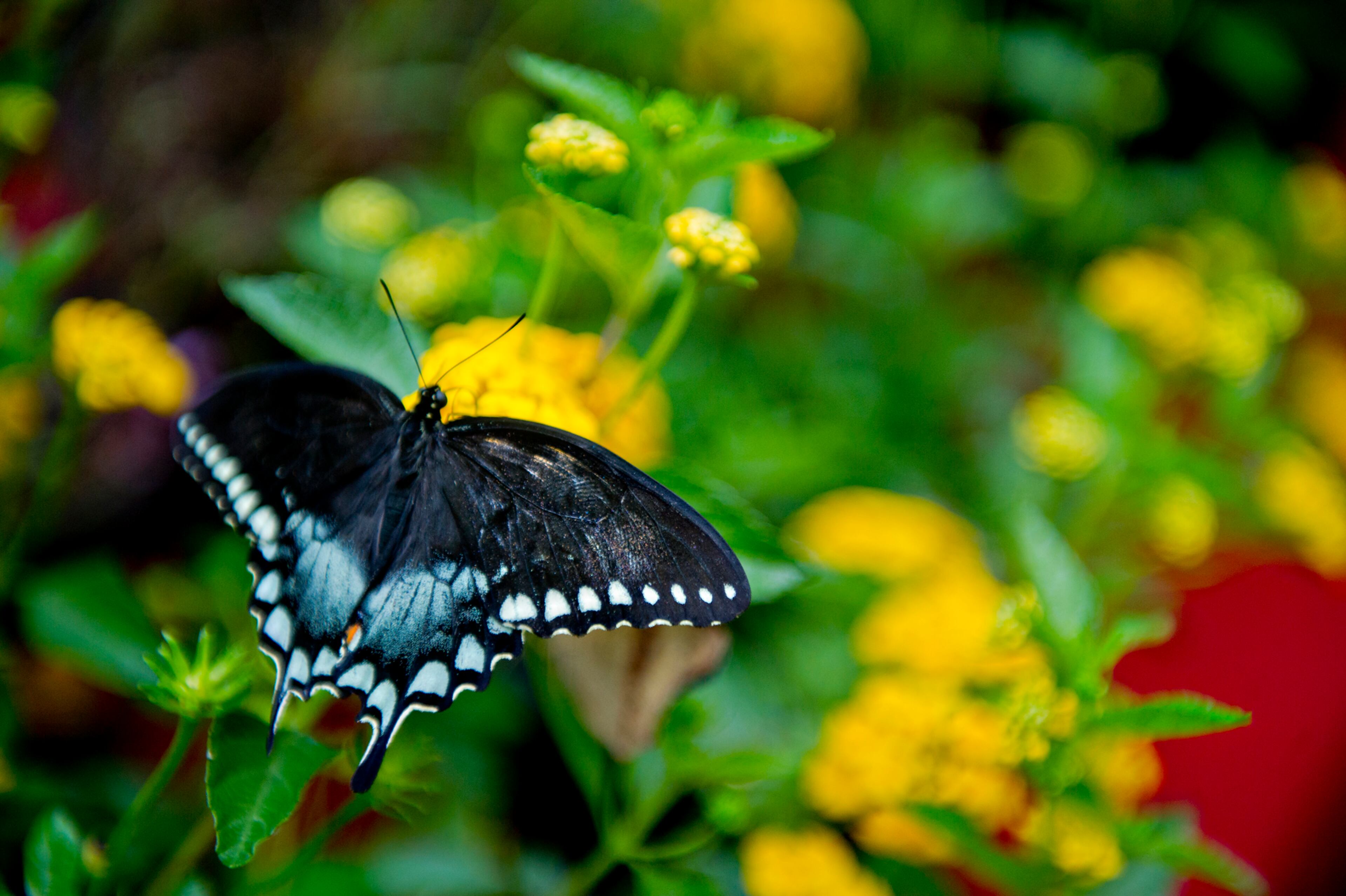 A butterfly perches on a flower during the Butterfly Festival at the Dunwoody Nature Center on Saturday, August 16, 2014. Hundreds of butterflies filled two tents during the event which also featured birds of prey, children's activities and food.
