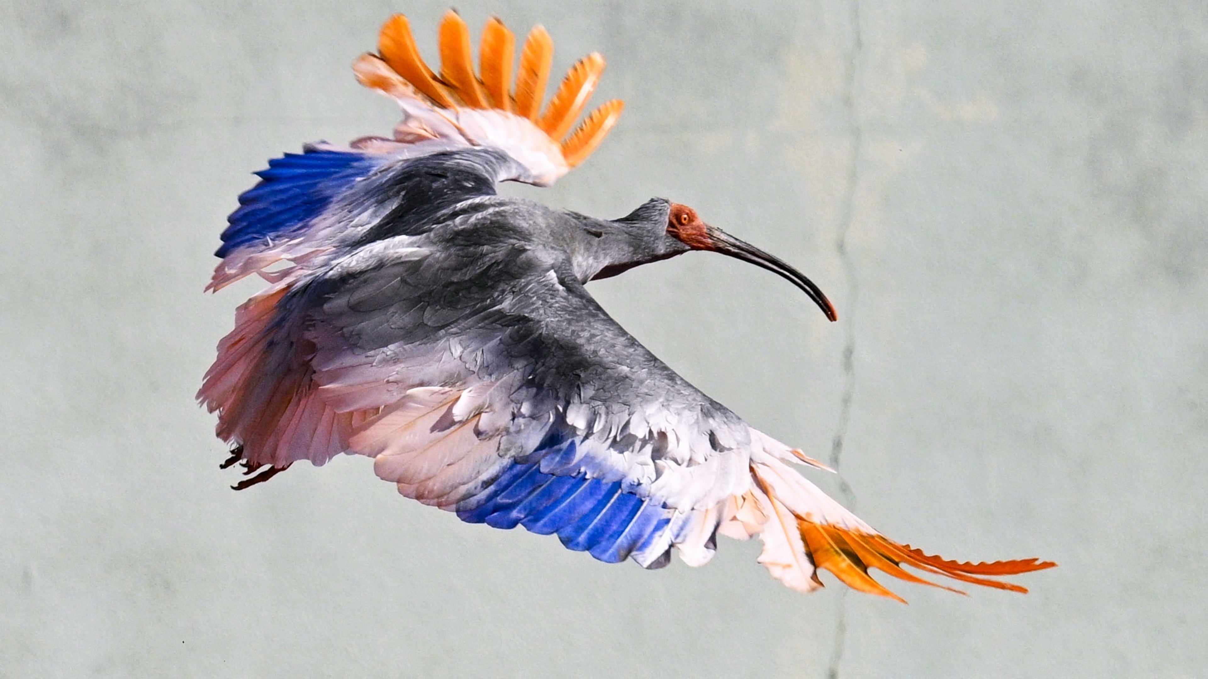 A crested Ibis marked with painted wings flies as it was released into wild during an event in Hakui, Japan, Sunday, May 31, 2026. (Kazushi Kurihara/Kyodo News via AP)