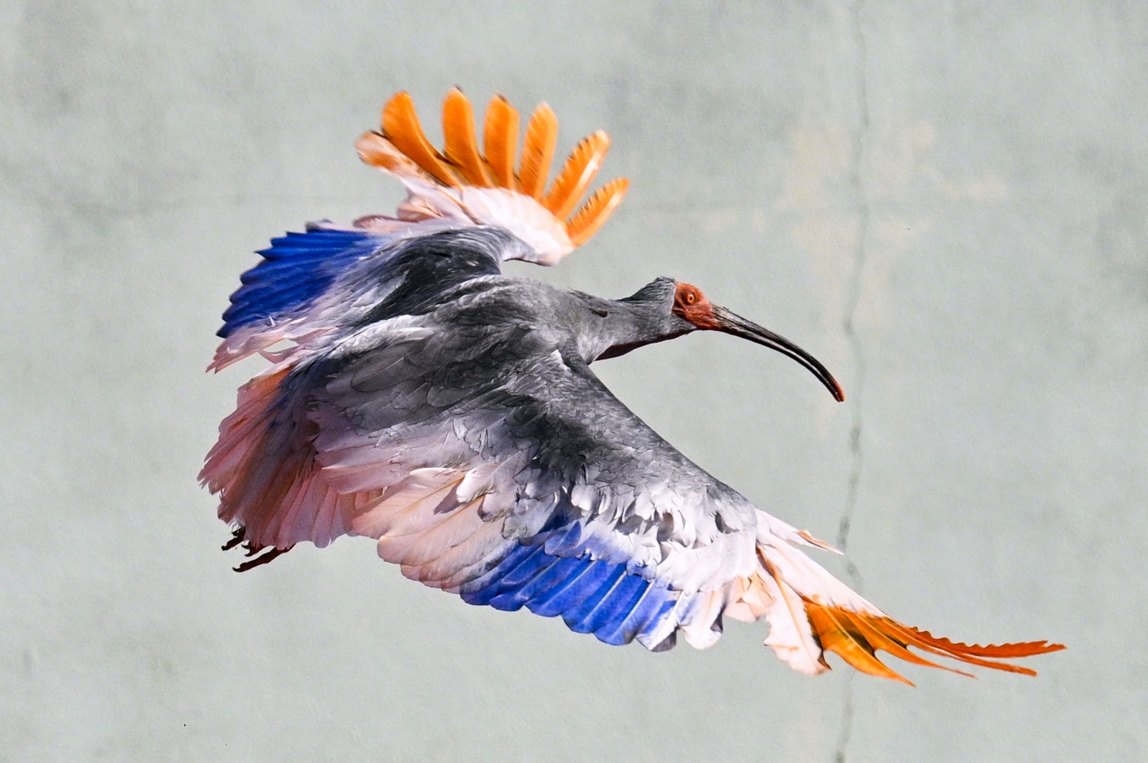 Japan Crested Ibises