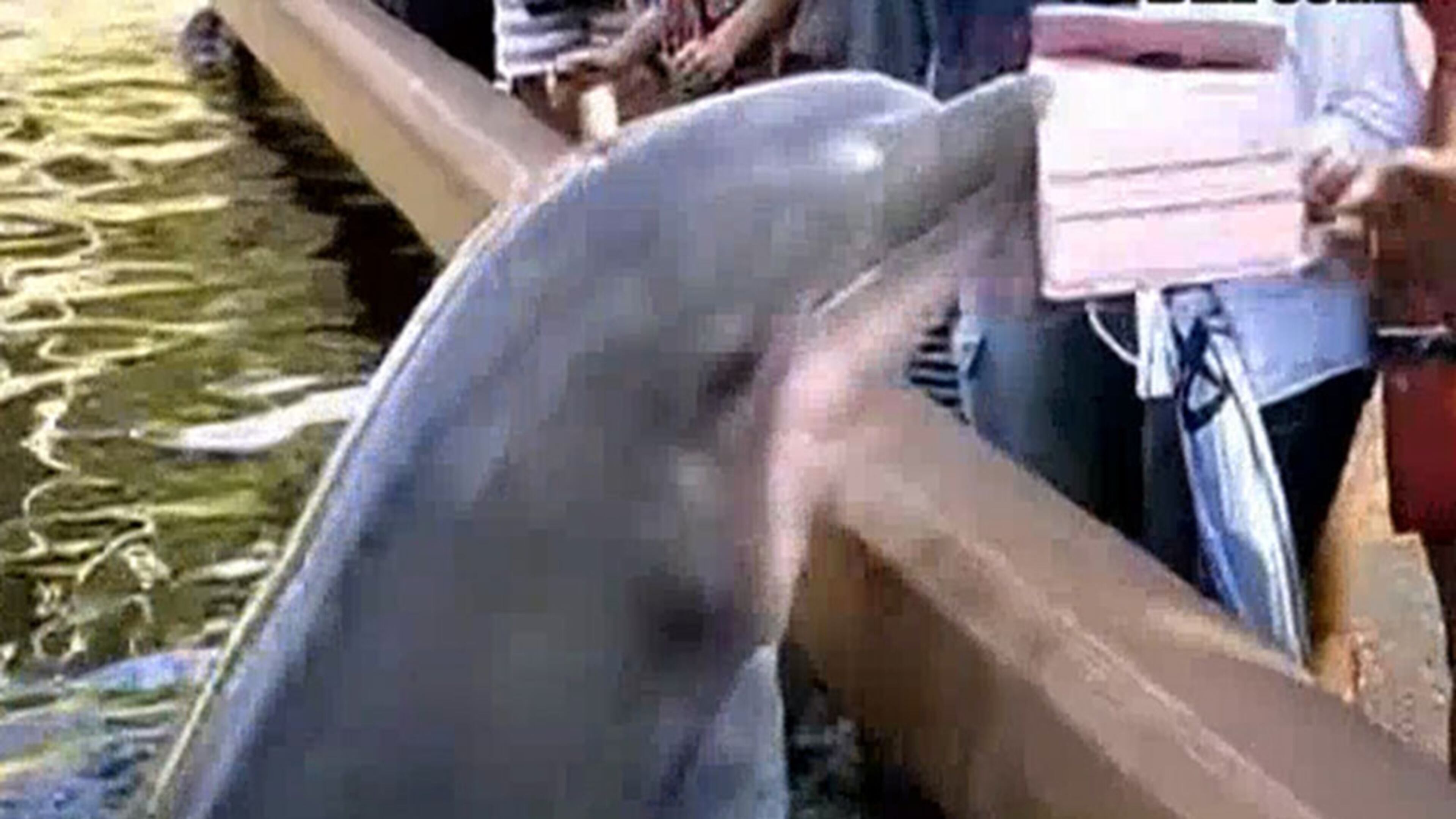 Photo of a SeaWorld dolphin swiping an iPad