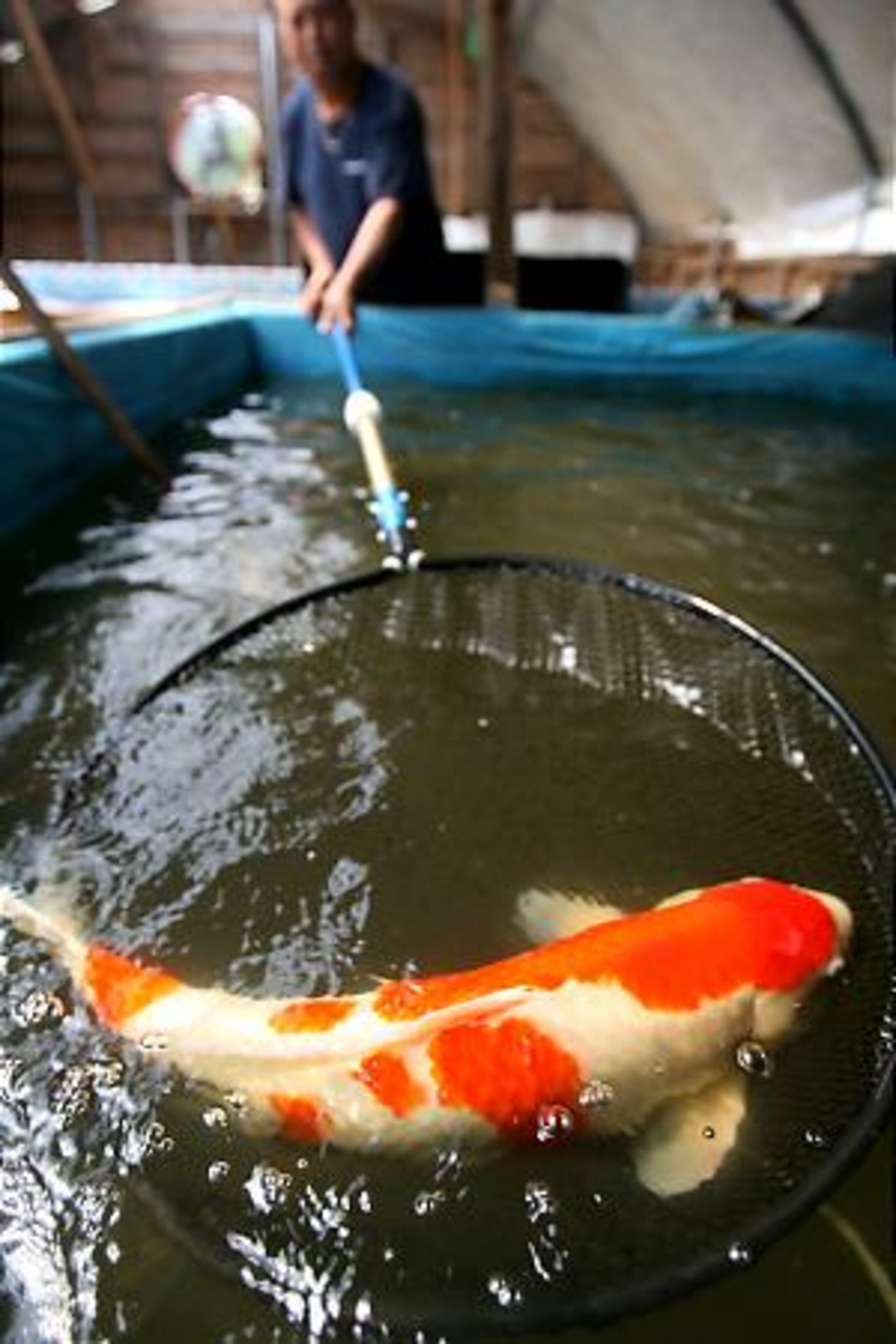 Youa Chou Thao holds a five-year-old koi priced at $4000.