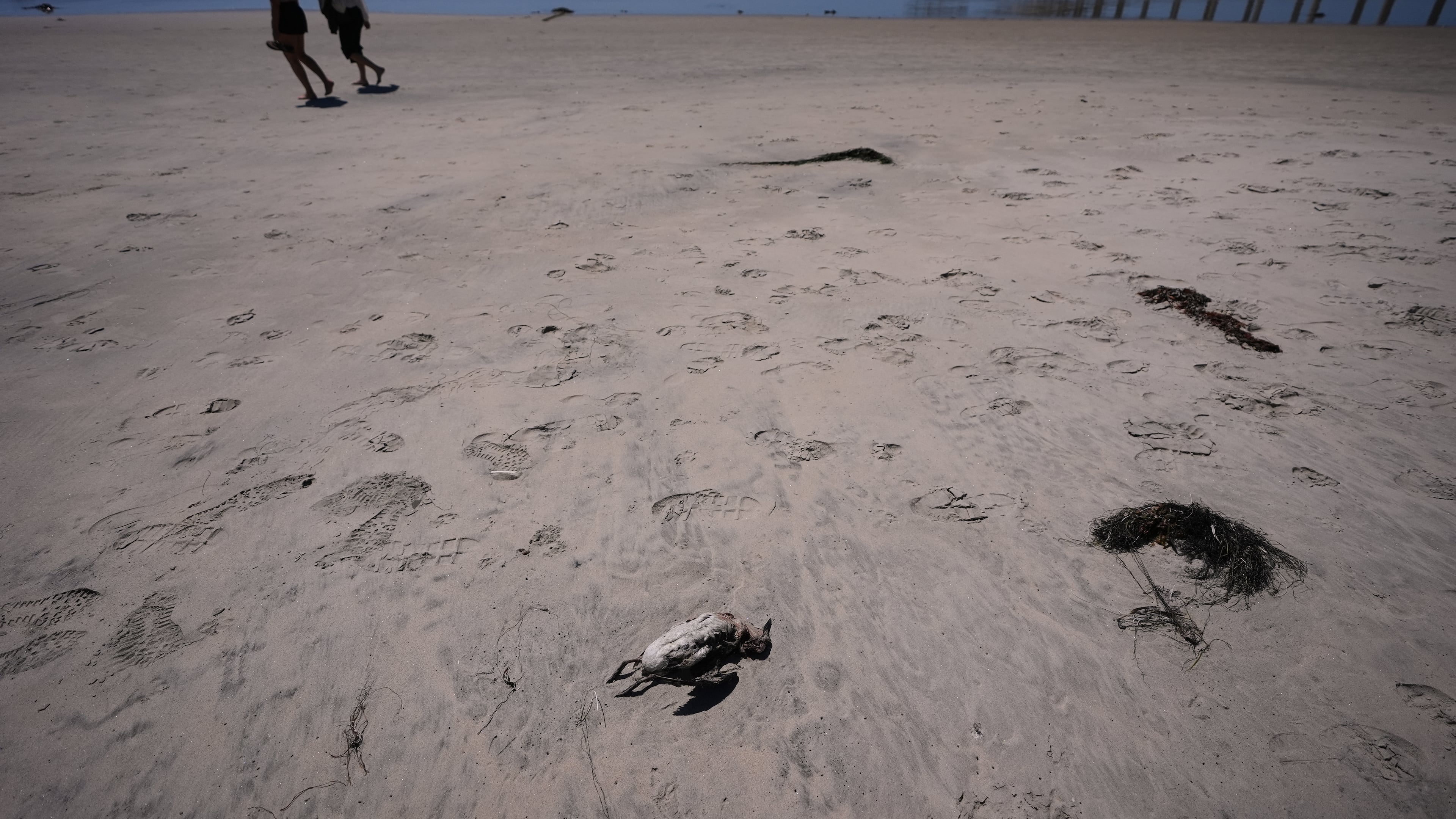 Beachgoers pass a dead common murre on a beach near Scripps Pier during a survey for dying seabirds Wednesday, May 6, 2026, in San Diego. (AP Photo/Gregory Bull)