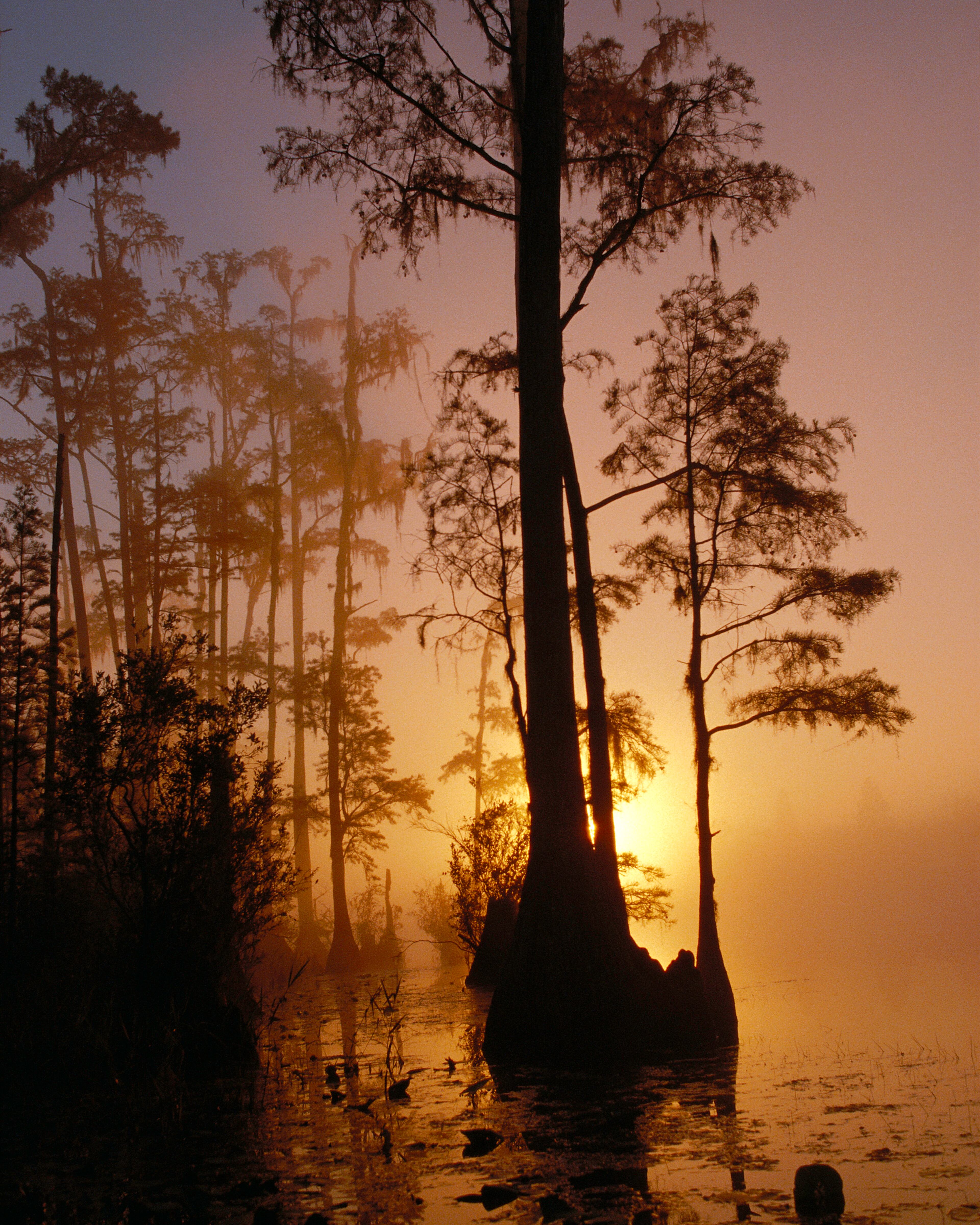 Native Americans called the lushly vegetated wetlands "land of the trembling earth," due to the shaky nature of the floating peat bogs.