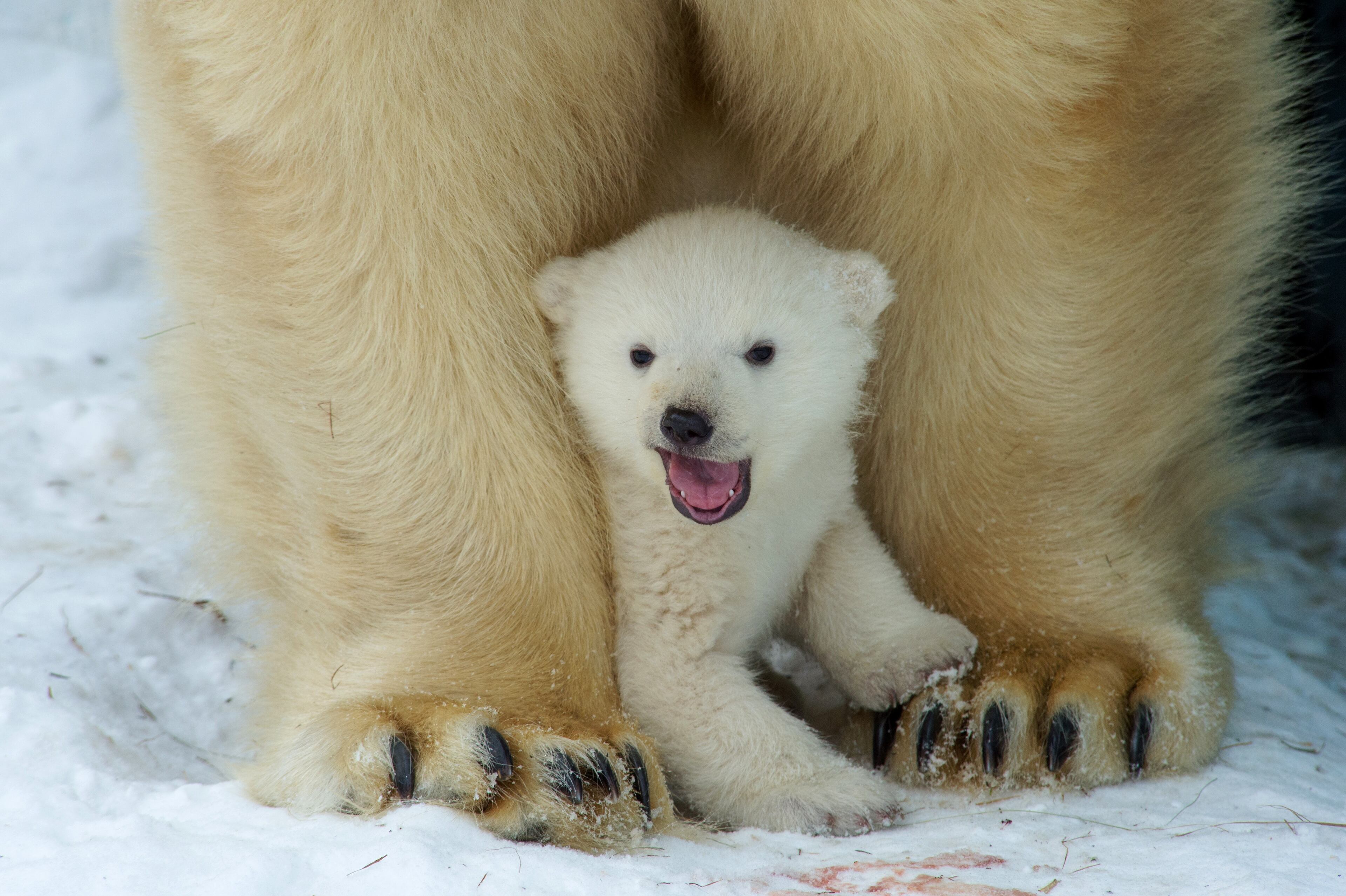 Polar bear cub plays with Polar bear mother Gerda in Zoo in the Siberian city of Novosibirsk, about 2,800 kilometers (1,750 miles) east of Moscow, Russia, Friday, March 7, 2014. The first cub of Polar bear couple Kai and Gerda was born at Novosibirsk Zoo in early December. (AP photo/Ilnar Salakhiev)