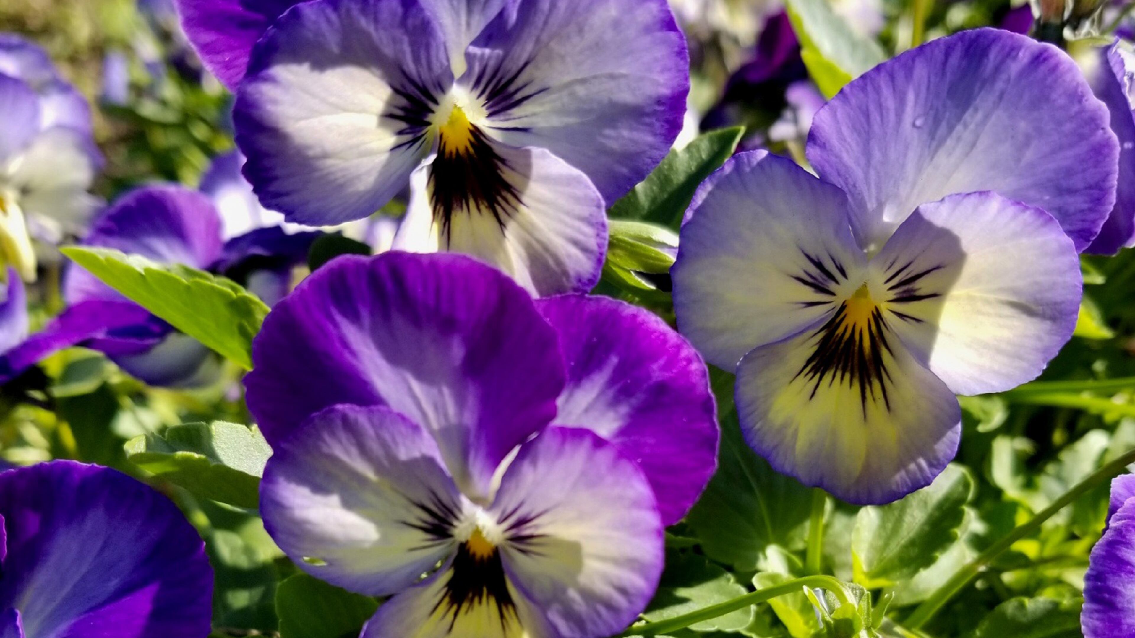 ColorMax violas like this variety called Icy Blue reach about 8-inches tall with a spread of 10-inches. (James Winter)