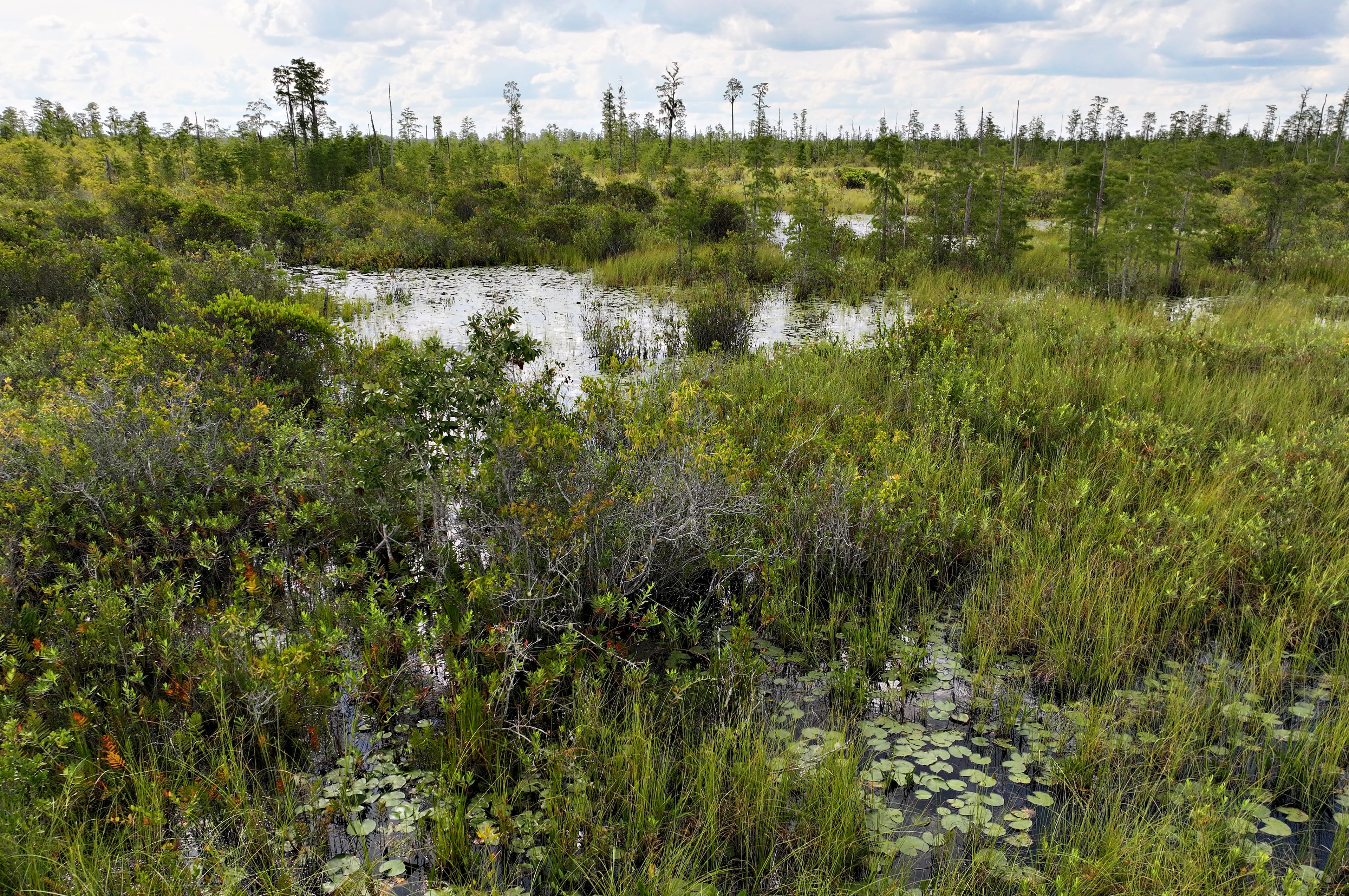 Aerial photo shows Okefenokee Swamp, Tuesday, August 12, 2025. The International Union for Conservation of Nature said Friday it is recommending that the UNESCO World Heritage Committee vote to put the wildlife refuge on its prestigious list when it meets next month. The bid is not final yet and must still clear this hurdle. (Hyosub Shin/AJC)