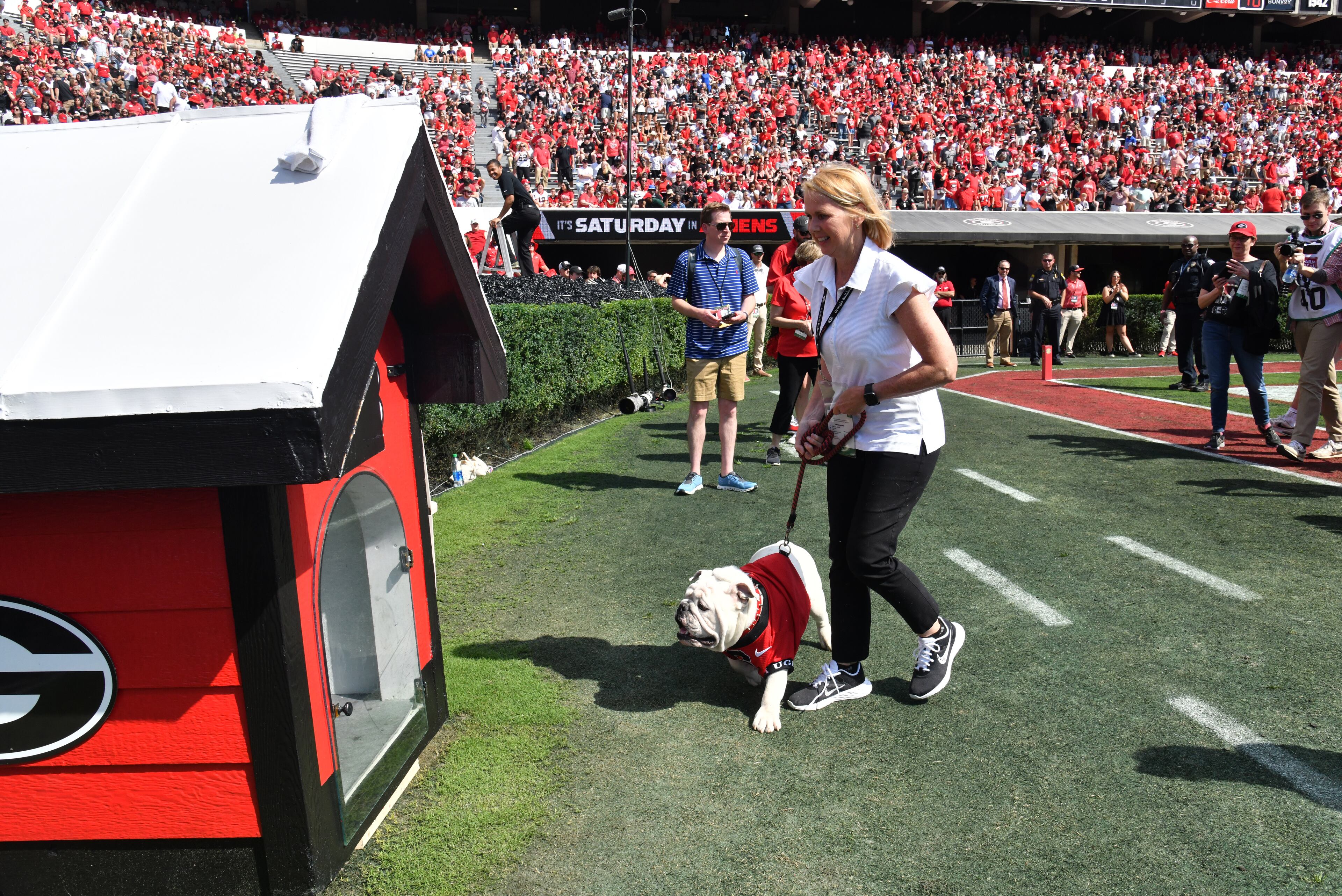 Boom, a 10-month-old English Bulldog, as Uga XI, is brought to his doghouse during pregame ceremonies at the G-Day game at Sanford Stadium, Saturday, April 15, 2023, in Athens. (Hyosub Shin / Hyosub.Shin@ajc.com)