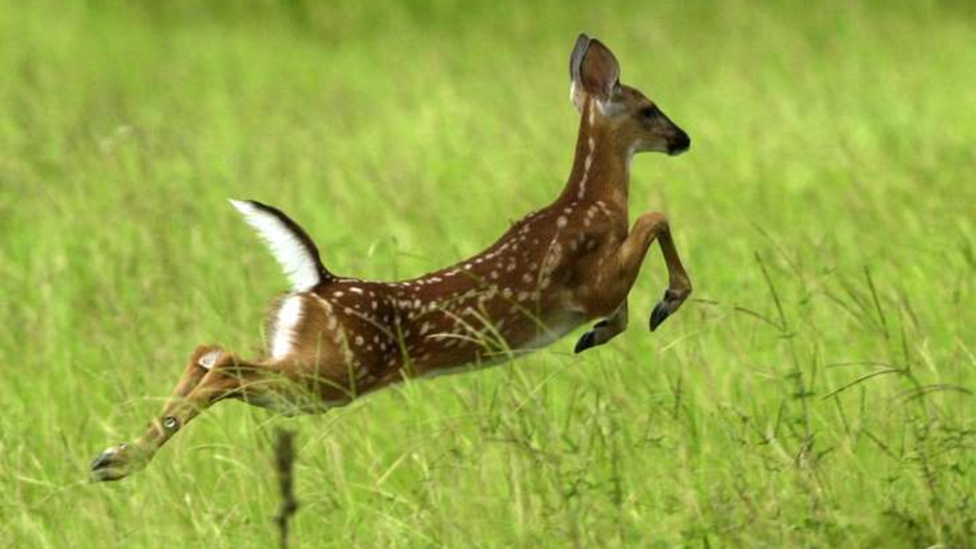 Bow hunting for white-tailed deer in Powder Springs will begin Oct. 1 through Jan. 31. AJC file photo