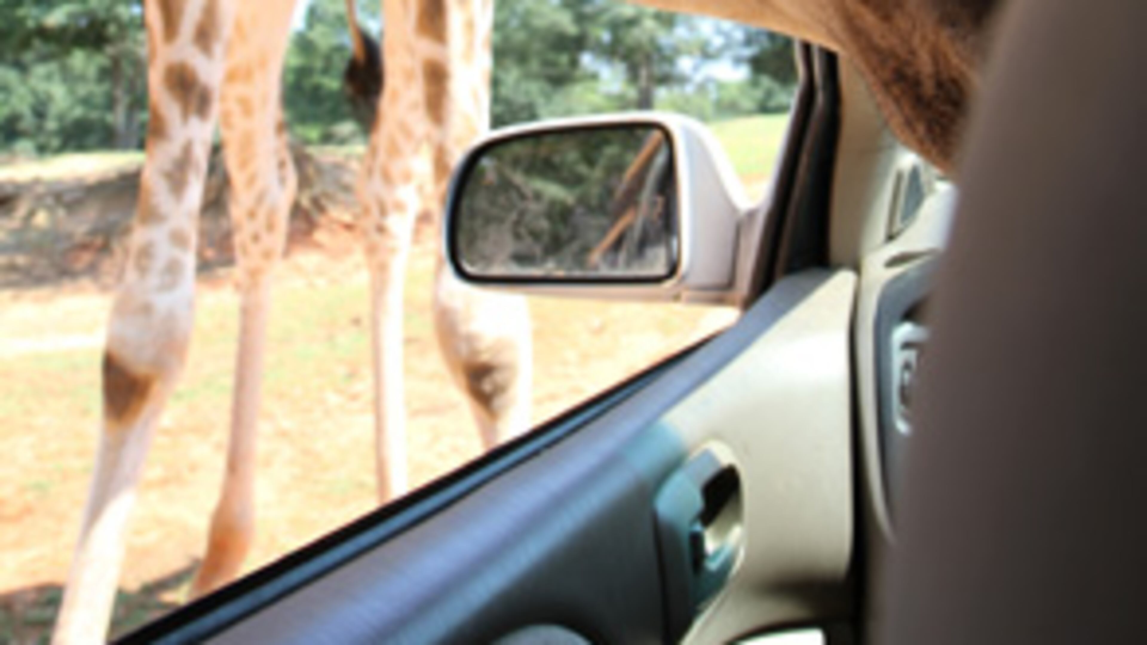 Here are some more photos from the Wild Animal Safari in Pine Mountain.