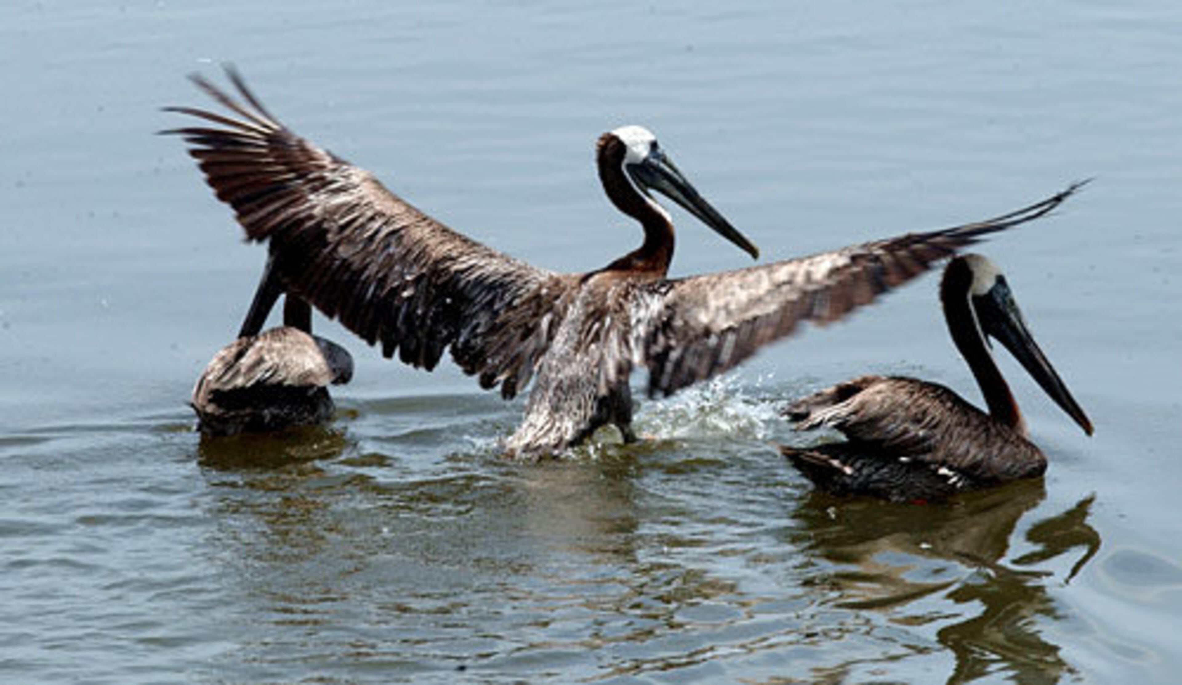 Clean as a whistle, these brown pelicans test out their wings in Plantation Creek near Brunswick, Ga., June 29 after being airlifted from the Louisiana oil slick.