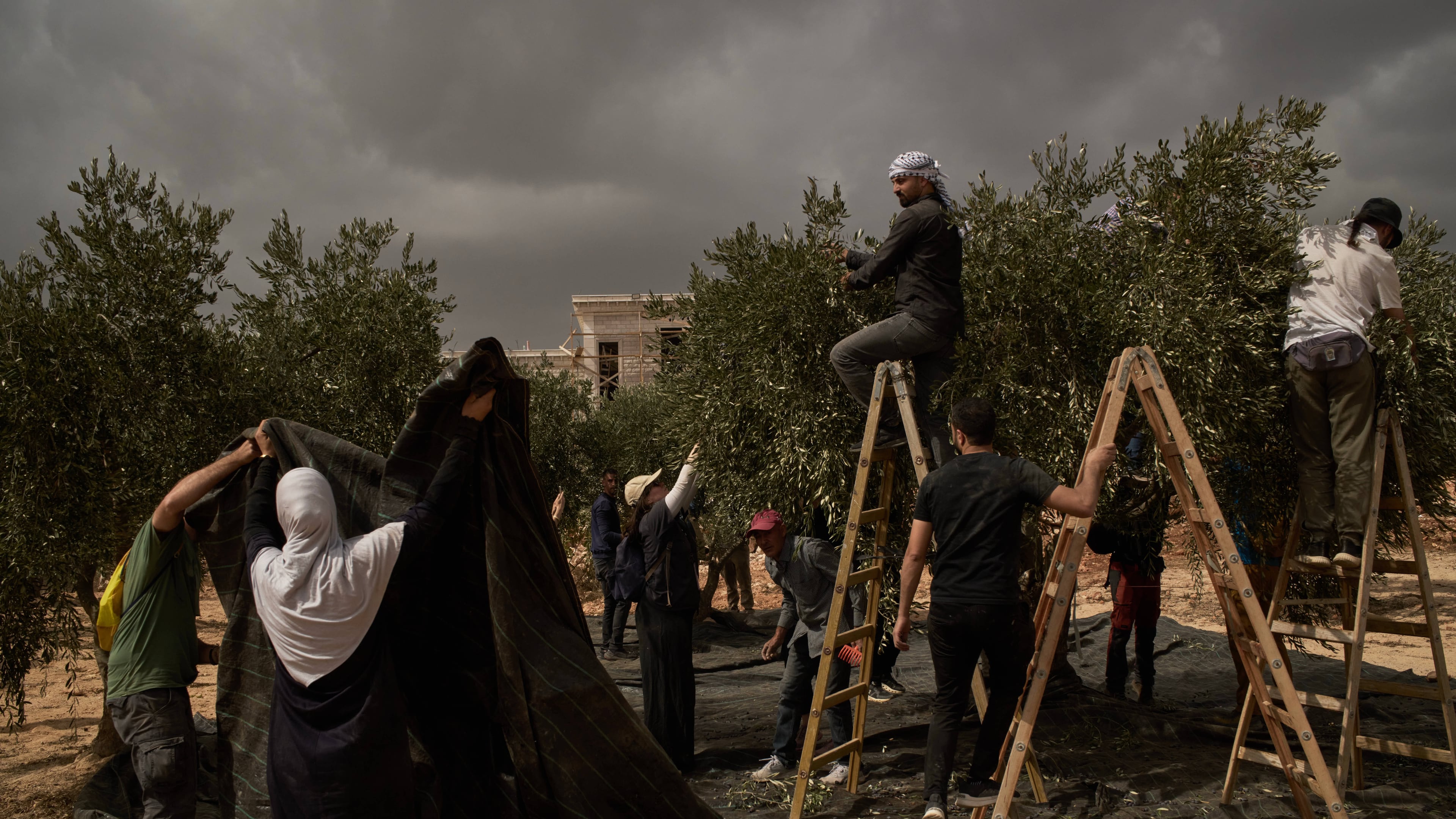 Palestinians and activists collect olives following an attack by Israeli settlers in the West Bank village of Abu Falah, Friday, Oct. 16, 2026. (AP Photo/Leo Correa)