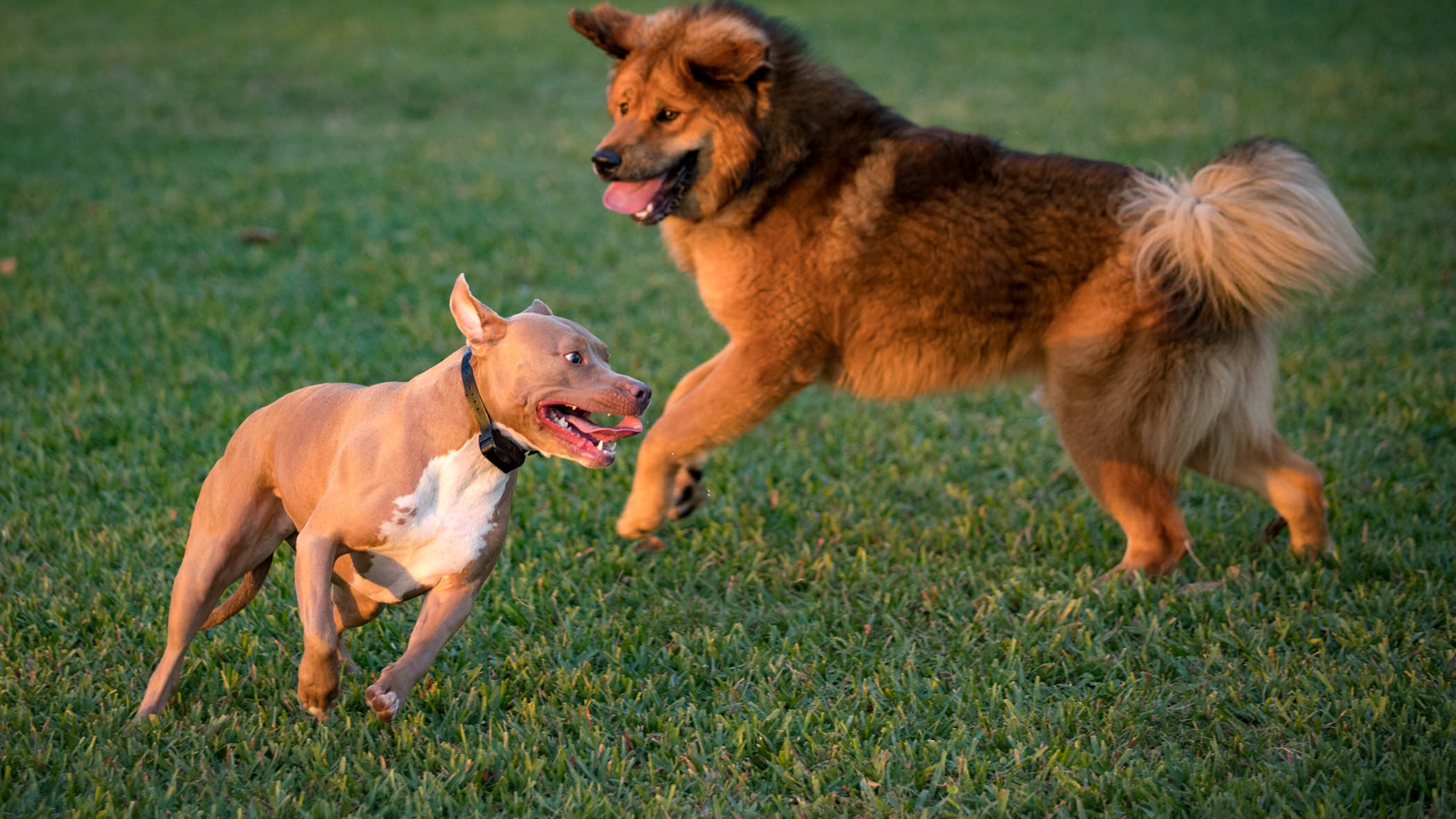 Jade, a Pitbull-Lab mix plays with Atlas, a Tibetan Mastiff at Pooch Pines Dog Park in Okeeheelee Park in West Palm Beach, Florida on January 31, 2018. (Allen Eyestone / The Palm Beach Post)