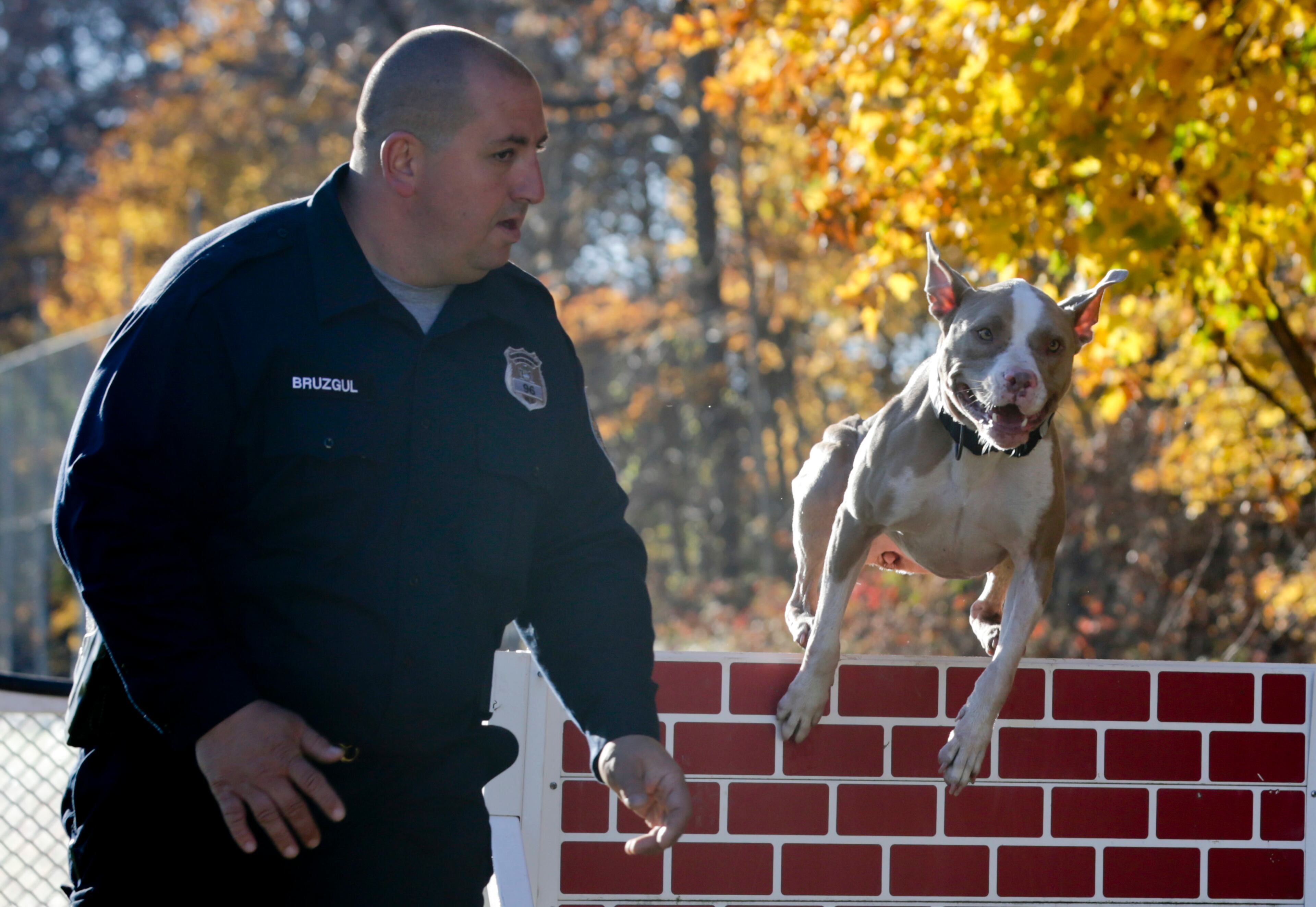 In this Wednesday, Nov. 4, 2015 photo, Poughkeepsie, N.Y., police officer Justin Bruzgul runs with Kiah on an obstacle course at K9 school in Stone Ridge, N.Y. Kiah, a two-and-a-half year old pit bull, will soon join the Poughkeepsie Police Department as a crime-fighting, drug-sniffing police dog, a move that advocates of the breed say will counter the stereotypical image of the dog as a dangerous breed beloved by criminals. (AP Photo/Mike Groll)