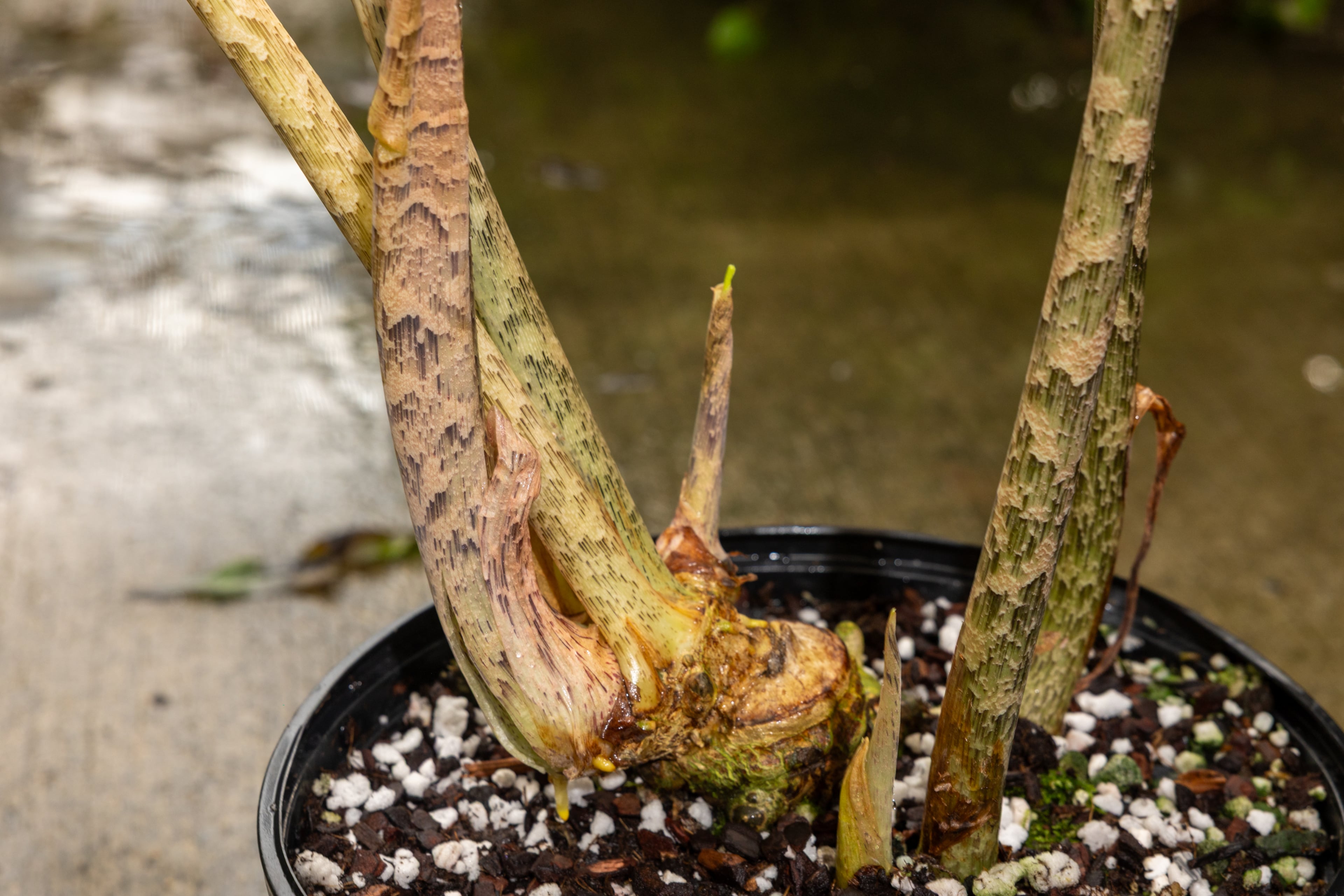 A detailed photograph of the stem of a cobra lily at Atlanta Botanical Garden. McMahan was vital in discovering a new form of cobra lily, Arisaema mcmahanii, in Vietnam. (Arvin Temkar/AJC)