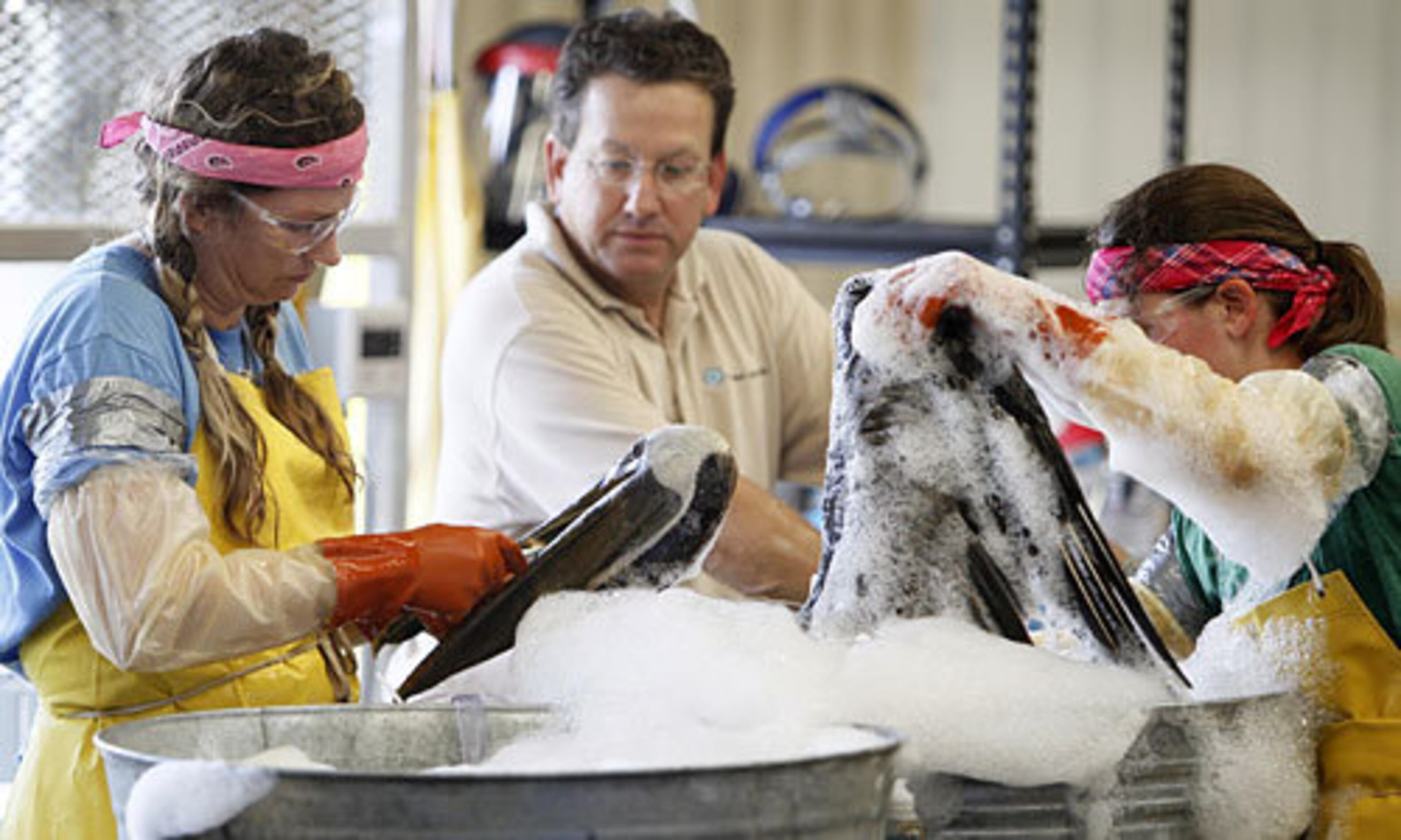 Scrubbing bubbles: Workers wash oil off a brown pelican at the Fort Jackson Bird Rehabilitation Center.