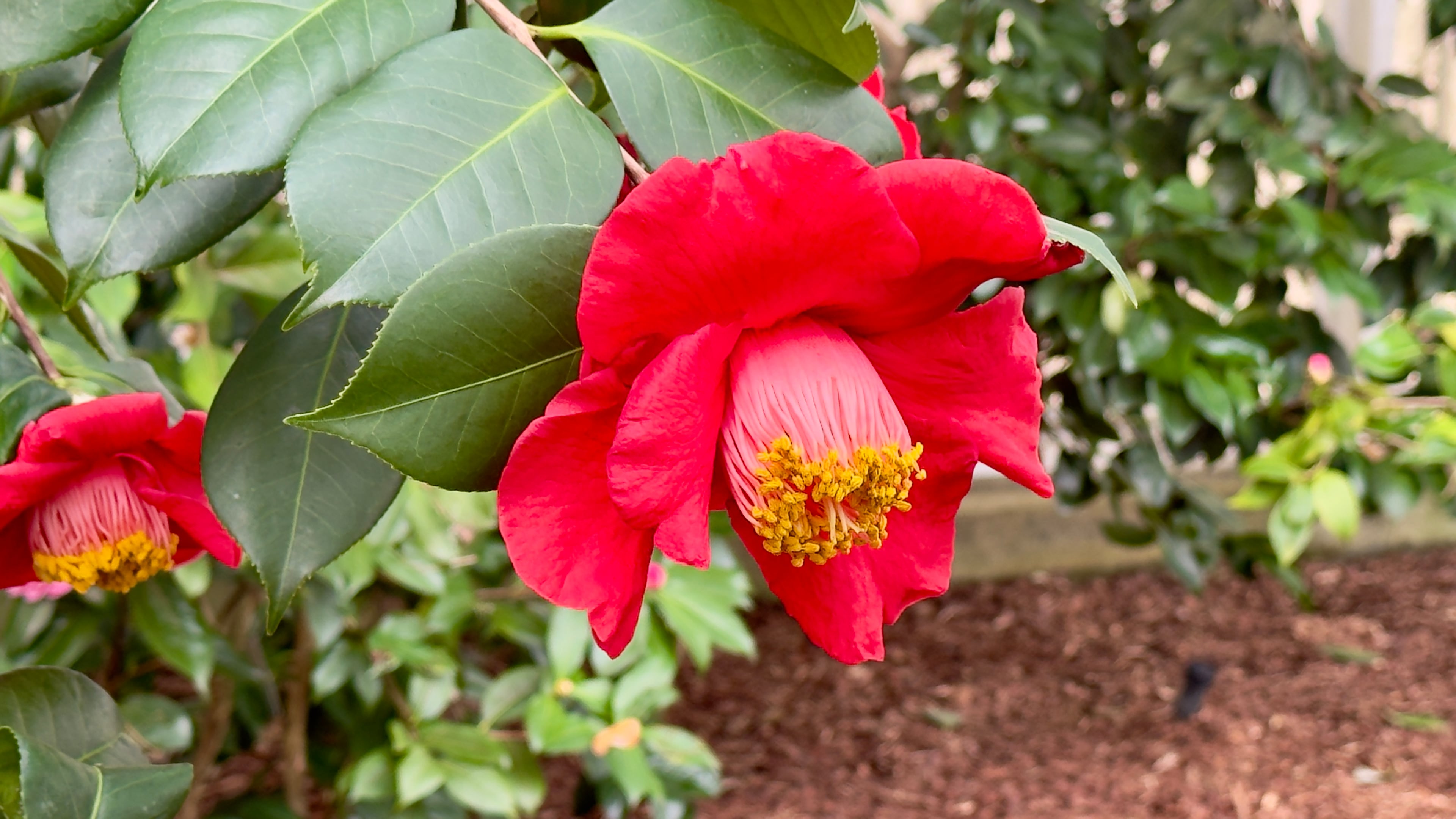 The renowned "Vince Dooley" camellia in bloom at Massee Lane Gardens.