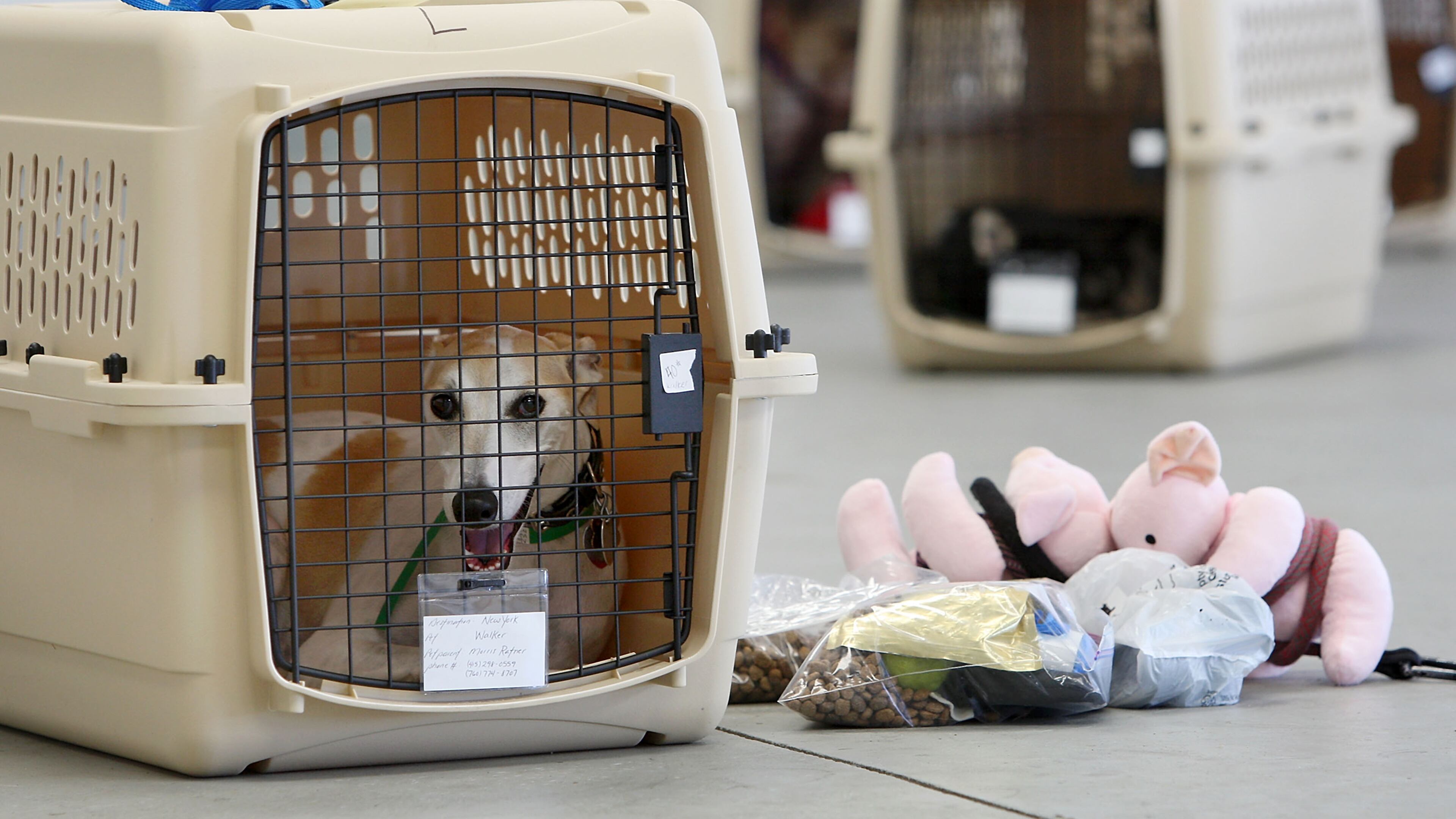 HAWTHORNE, CA - JULY 16: A dog sits in its crate near stuff toy pigs and pet food before the southern California maiden voyage of Pet Airways on July 16, 2009 in the Los Angeles-area city of Hawthorne, California. The pets-only airline made stops in Denver, Chicago, Washington, DC and New York. Pet Airways, based in Delray Beach, Florida, operated a 19-passenger Beech 1900 aircraft in partnership with Suburban Air Freight with the seats removed to carry up to 50 pets in animal crates per flight. (Photo by David McNew/Getty Images.