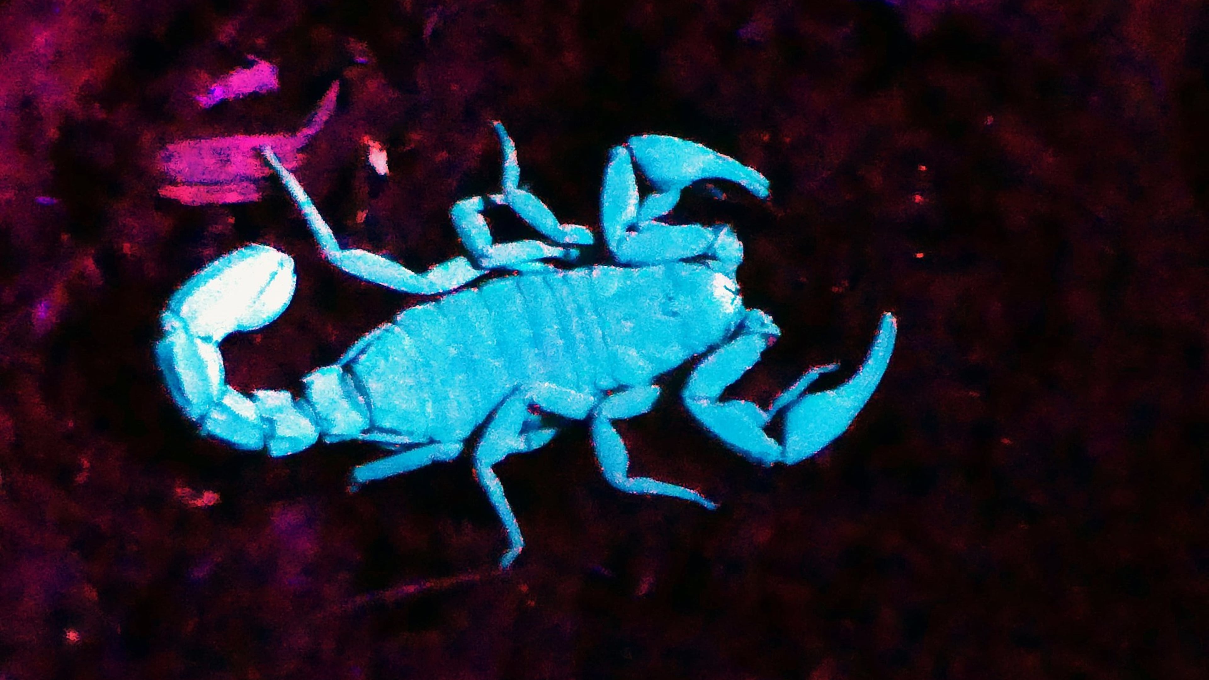 The inch-long Southern devil scorpion, also known as the Southern stipeless scorpion, is one of two scorpion species that live in Georgia. Because they have fluorescent bodies, they are easier to see at night under an ultraviolet light, as was used when this photo was shot. CONTRIBUTED BY CHARLES SEABROOK