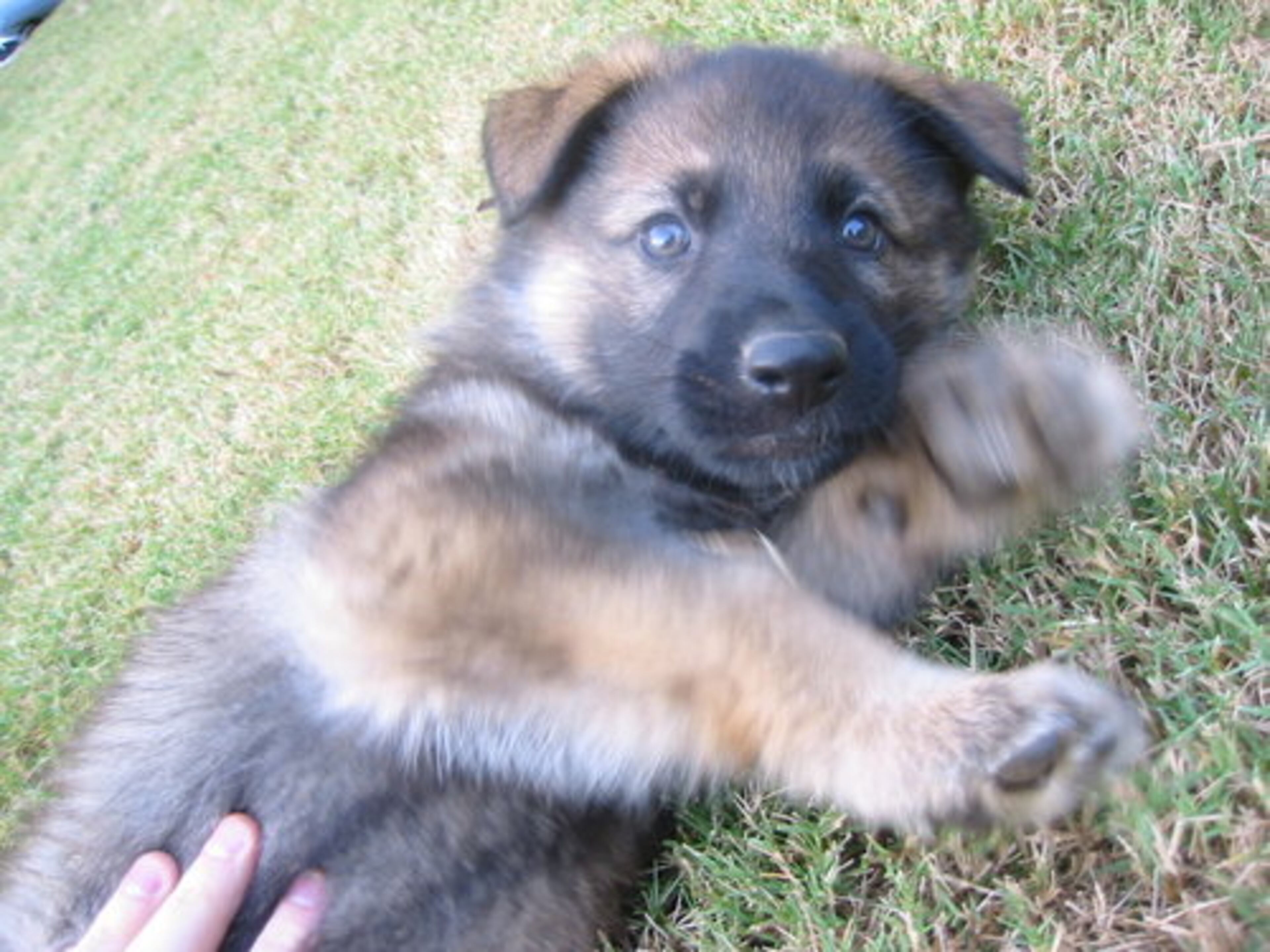 Our boy, Anson, at six weeks old. He is now five years old.