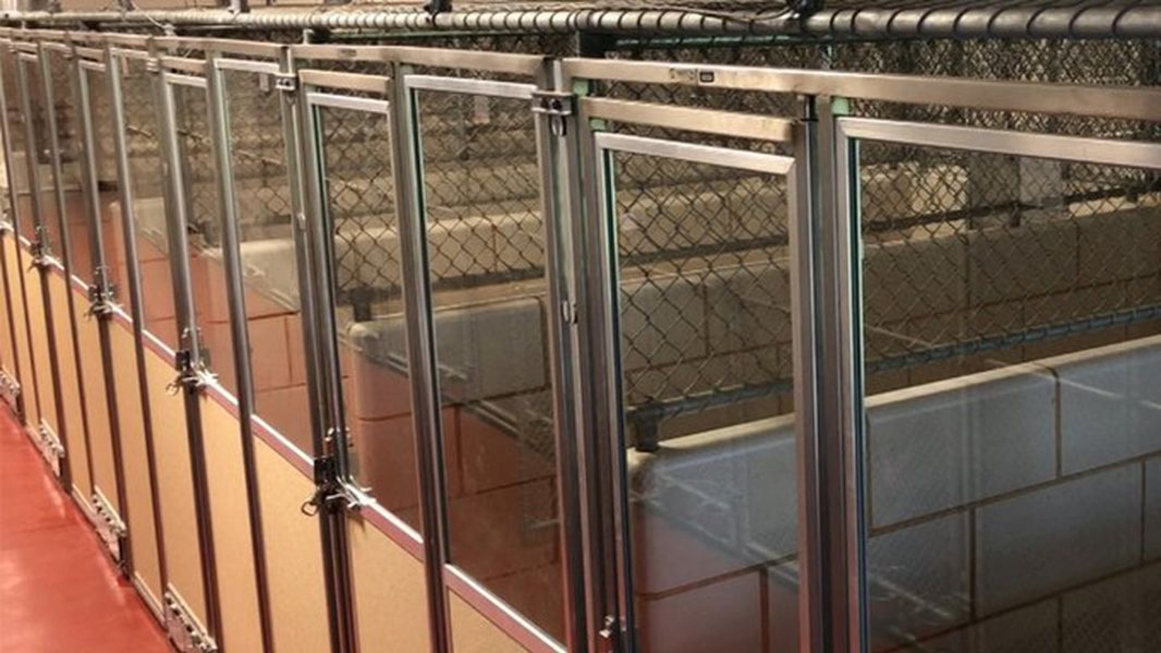 The highly contagious bacterial infection is believed to be responsible for the death of at least one dog in the past week, county officials said.