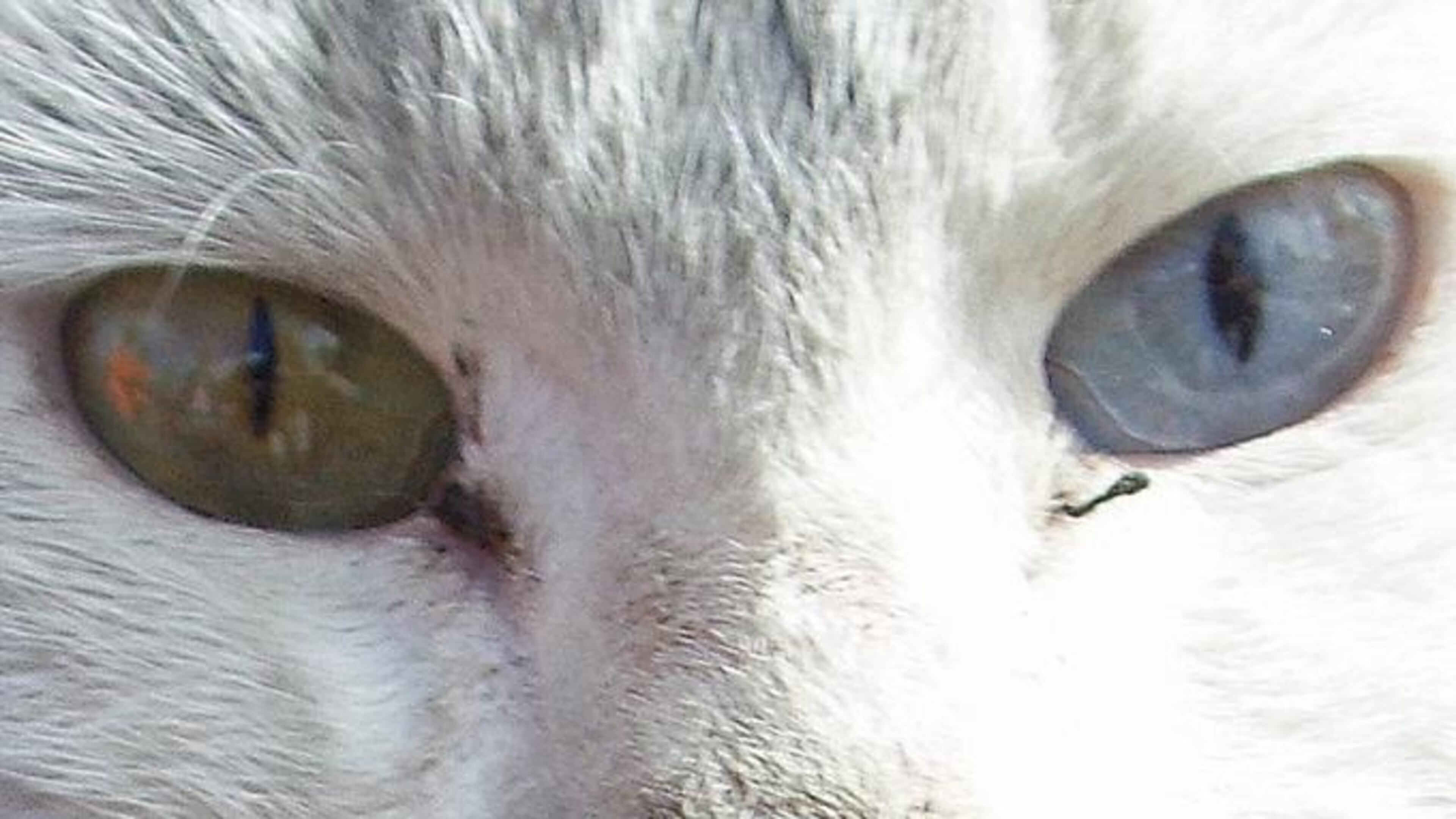 Stock photo of a cat with different-colored eyes. (Photo credit: Barni1 / Pixabay.com)