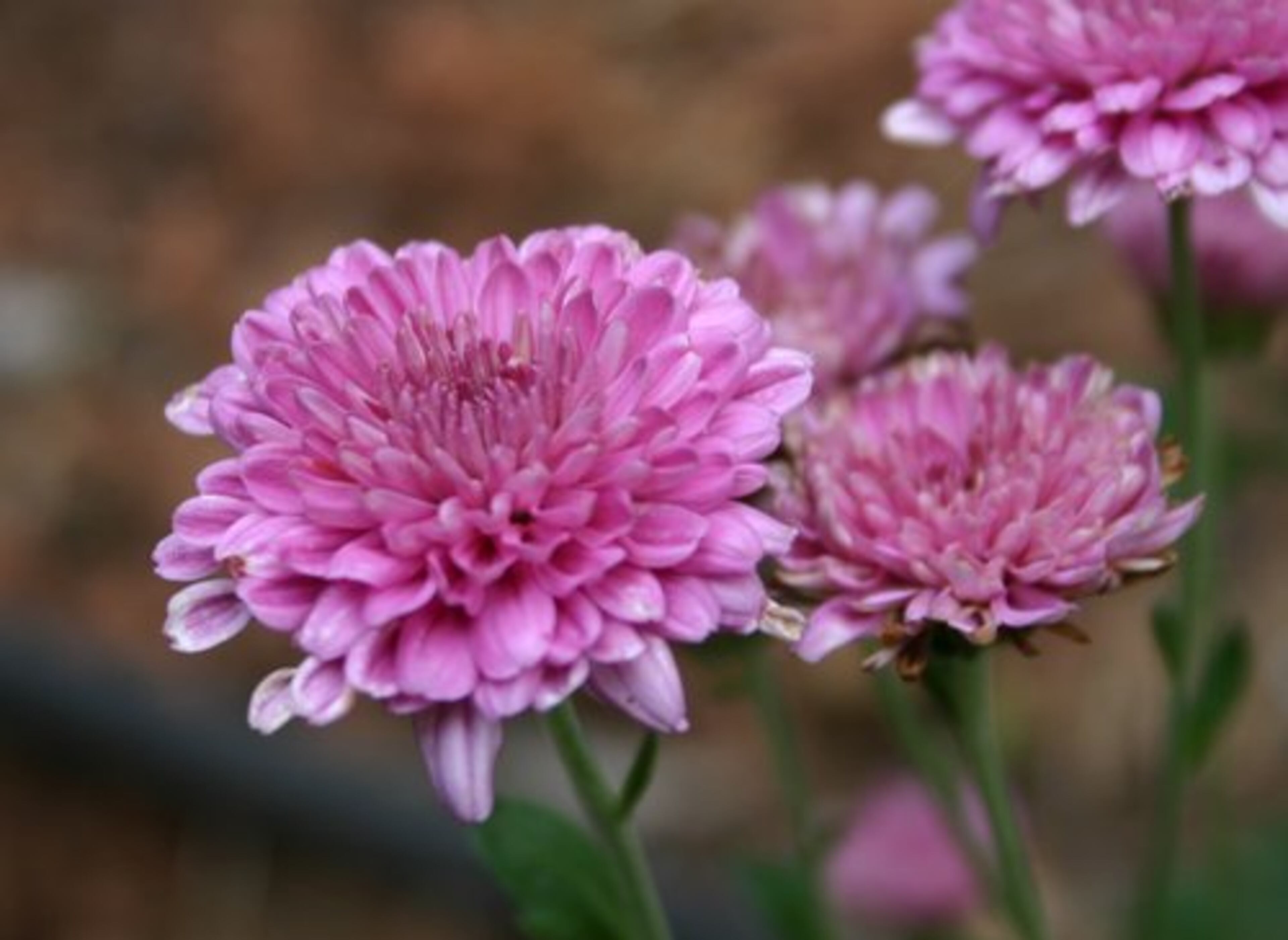 Florist mums can be planted in the garden and will re-bloom with a bit of summer care.