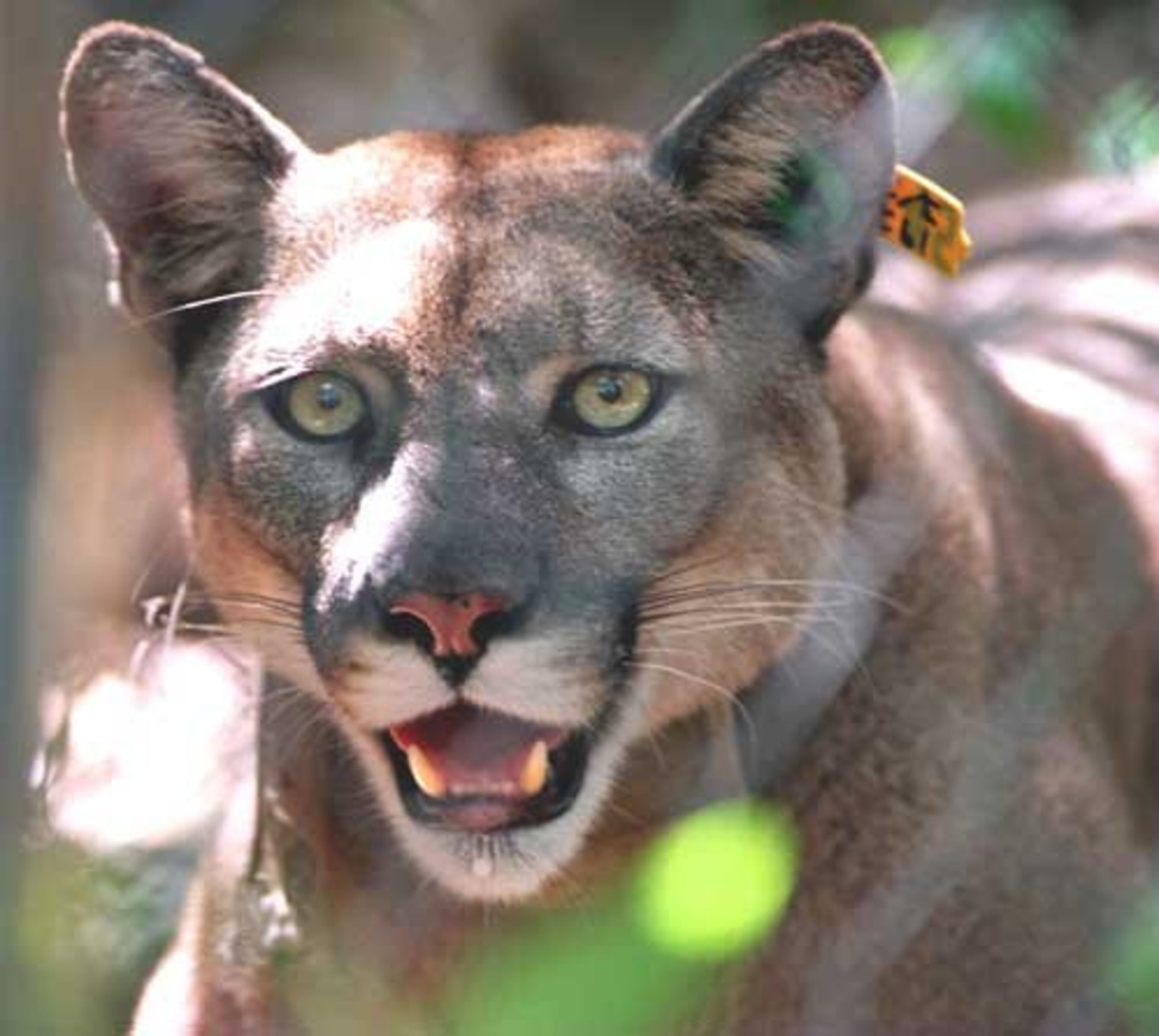 You say cougar like it's a BAD thing. By definition, cougars are stalk-and-ambush predators. The term originally referred to a woman in her early 40s pursuing a man in his late 20s. Now it defines any woman in a romance with a younger man. Regardless of the definition, it has become an empowering movement for women. Here are some ladies leading the revolution ...