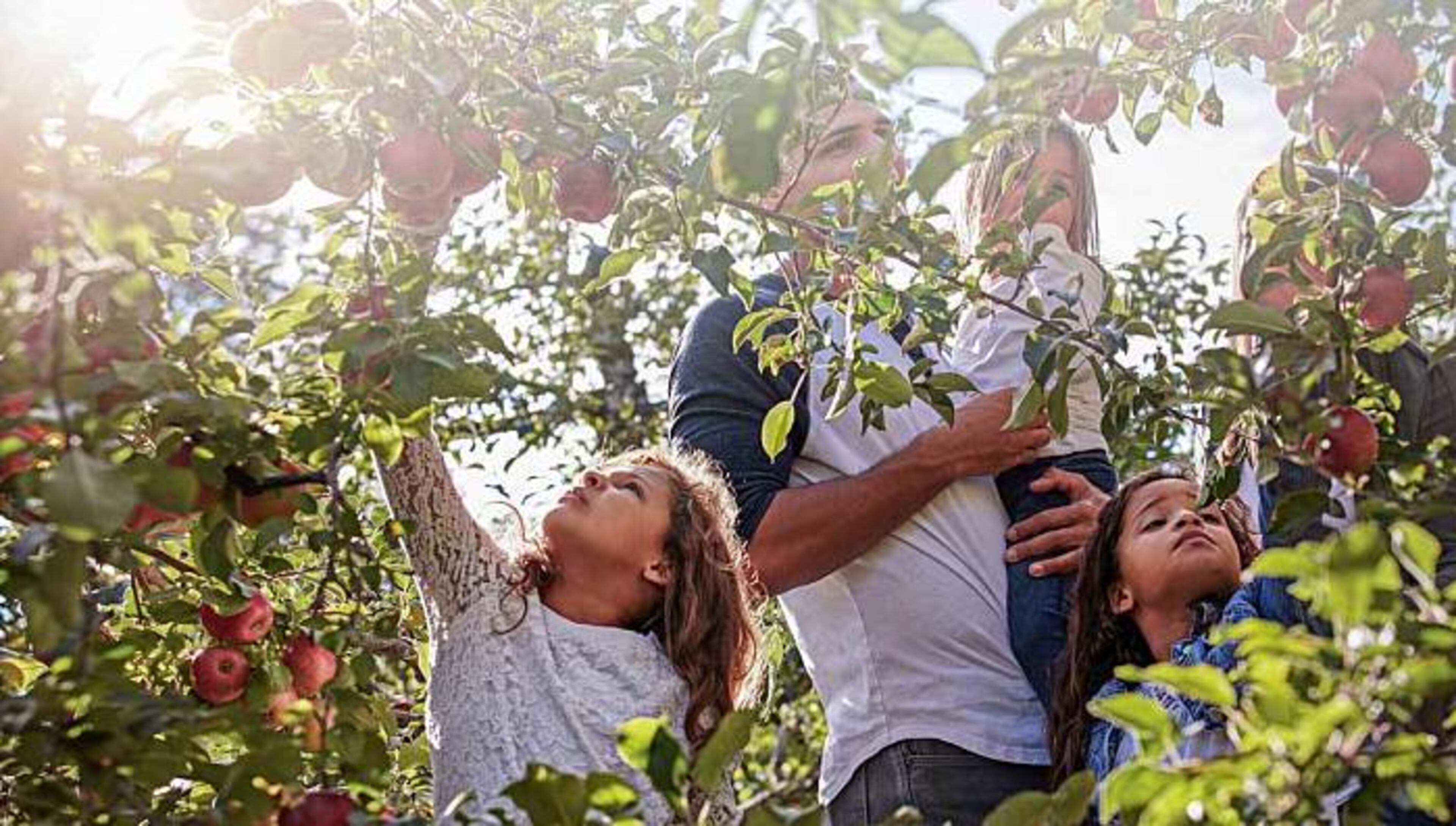 Pick your own peck of apples at B.J. Reece Orchards.