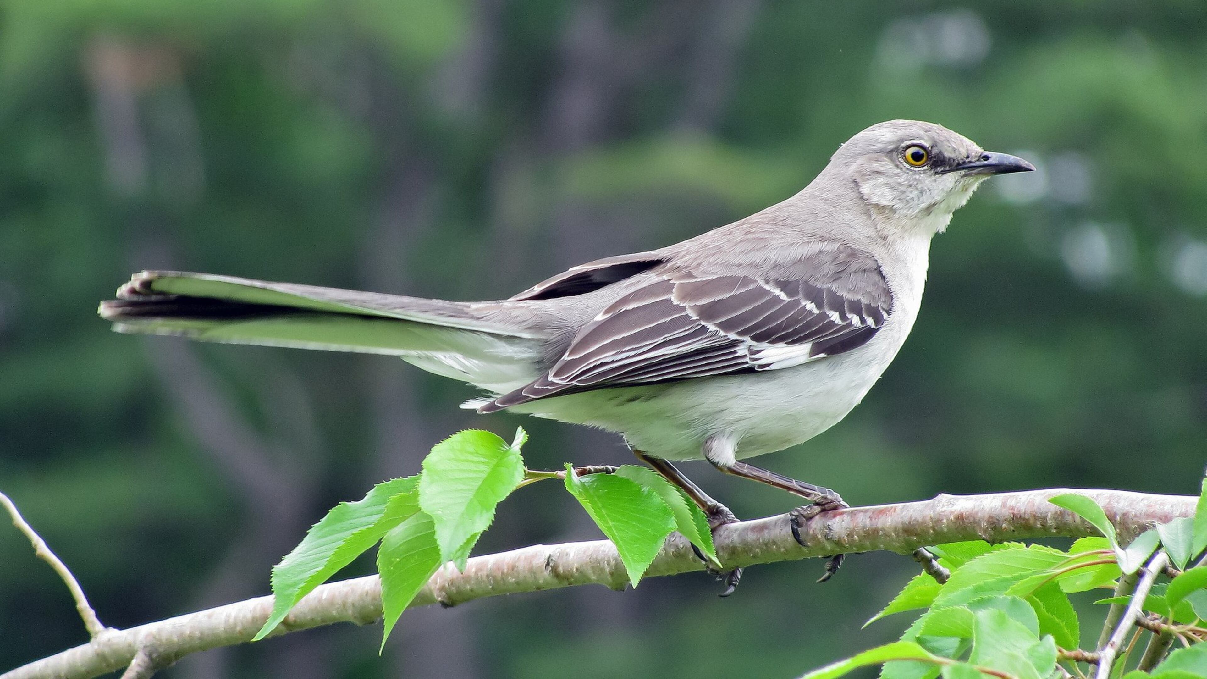 The mockingbird is most famous for its ability to imitate the songs and calls of other birds. A mockingbird may have more than 200 different songs in its repertoire. CONTRIBUTED BY CAPTAIN-TUCKER / CREATIVE COMMONS