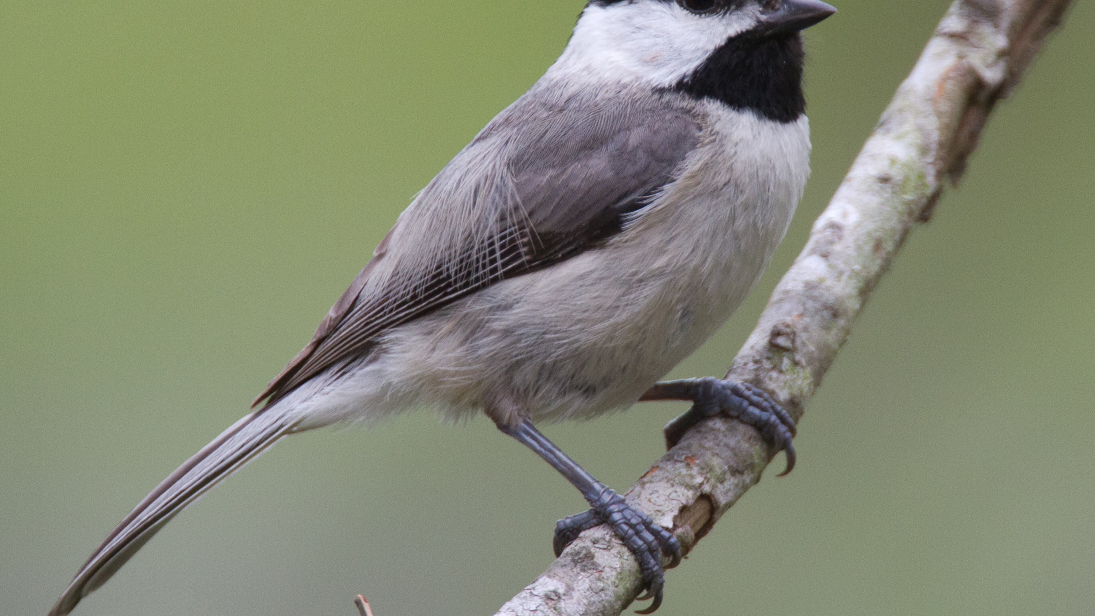 The Carolina chickadee is one of Georgia's most common nonmigratory birds, staying here during all seasons of the year. Why some birds migrate and others don't is a question that has long perplexed scientists. (Courtesy of Dan Pancamo/Creative Commons)