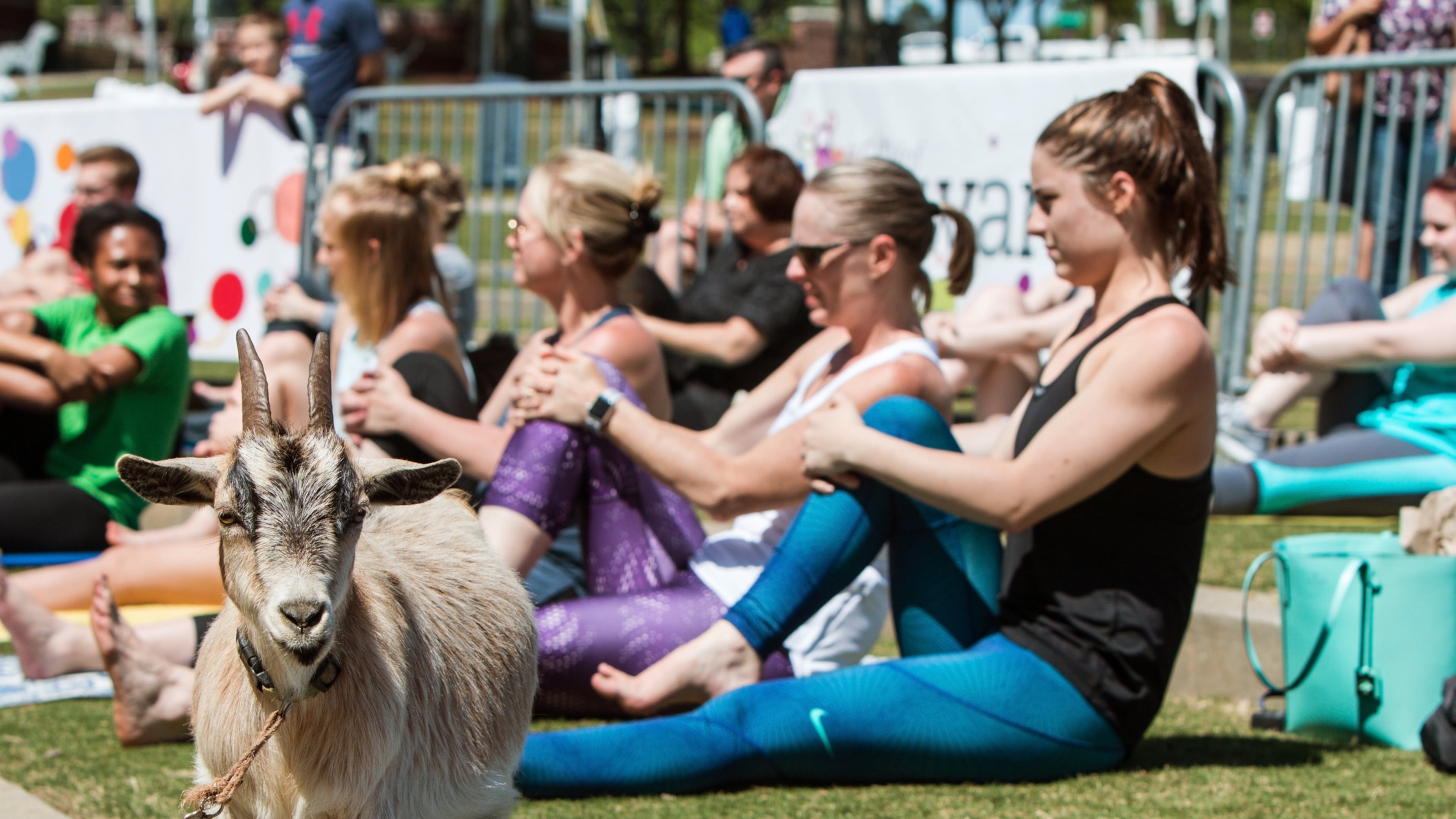 A goat stands among women stretching in a goat yoga event in Georgia.